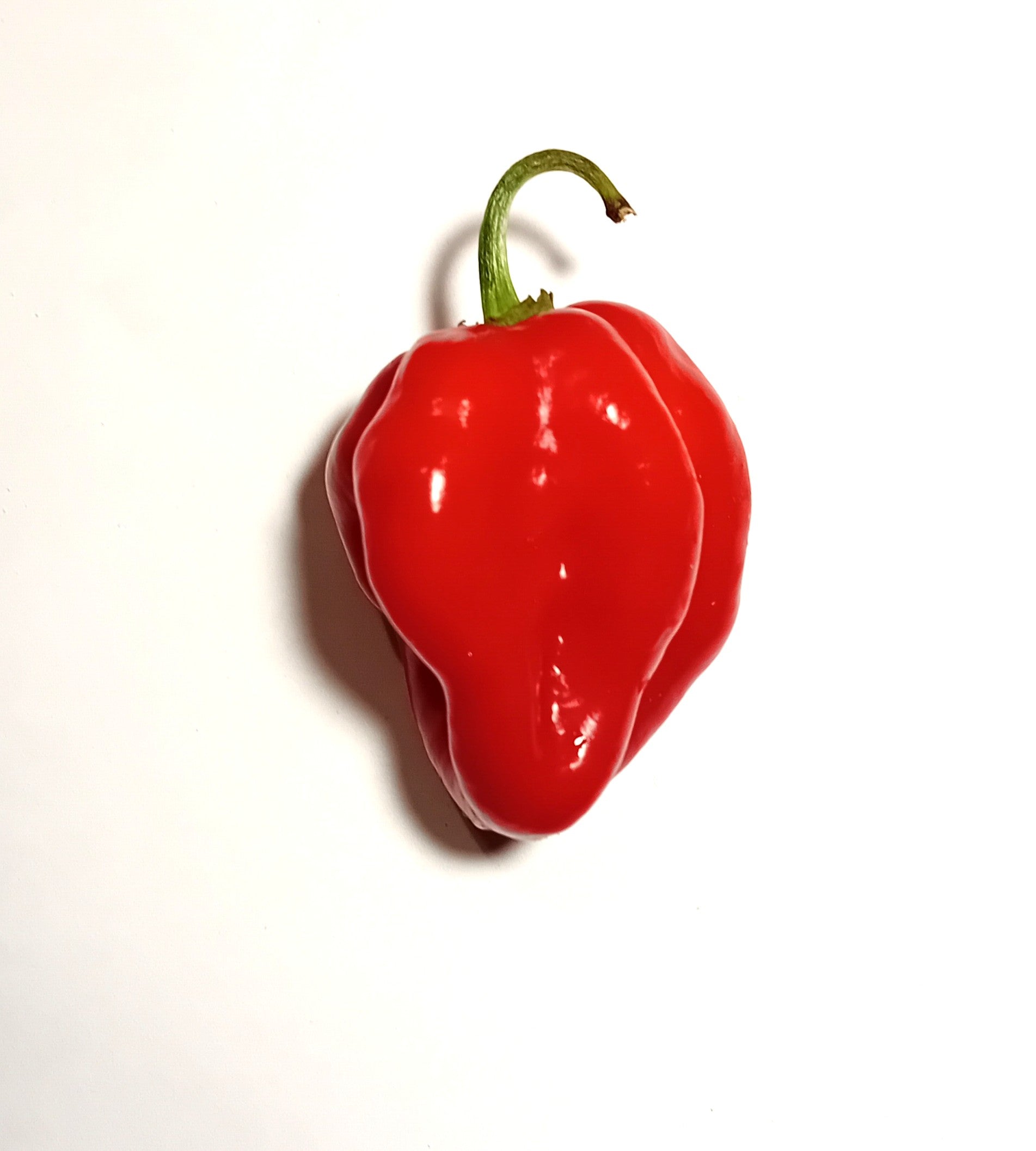 Seminţe Ardei - Habanero Red