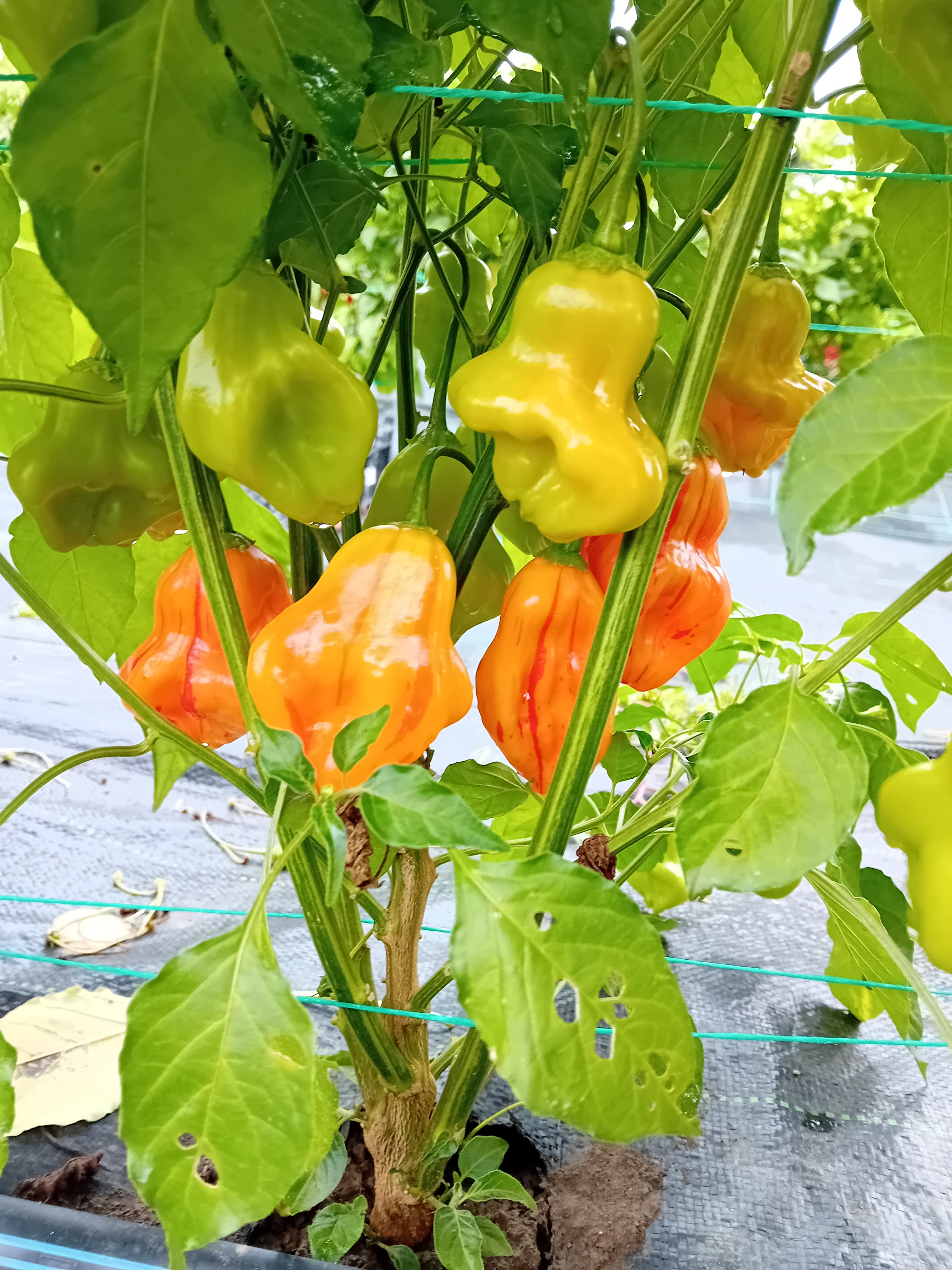 Seminţe Ardei - Zébrange