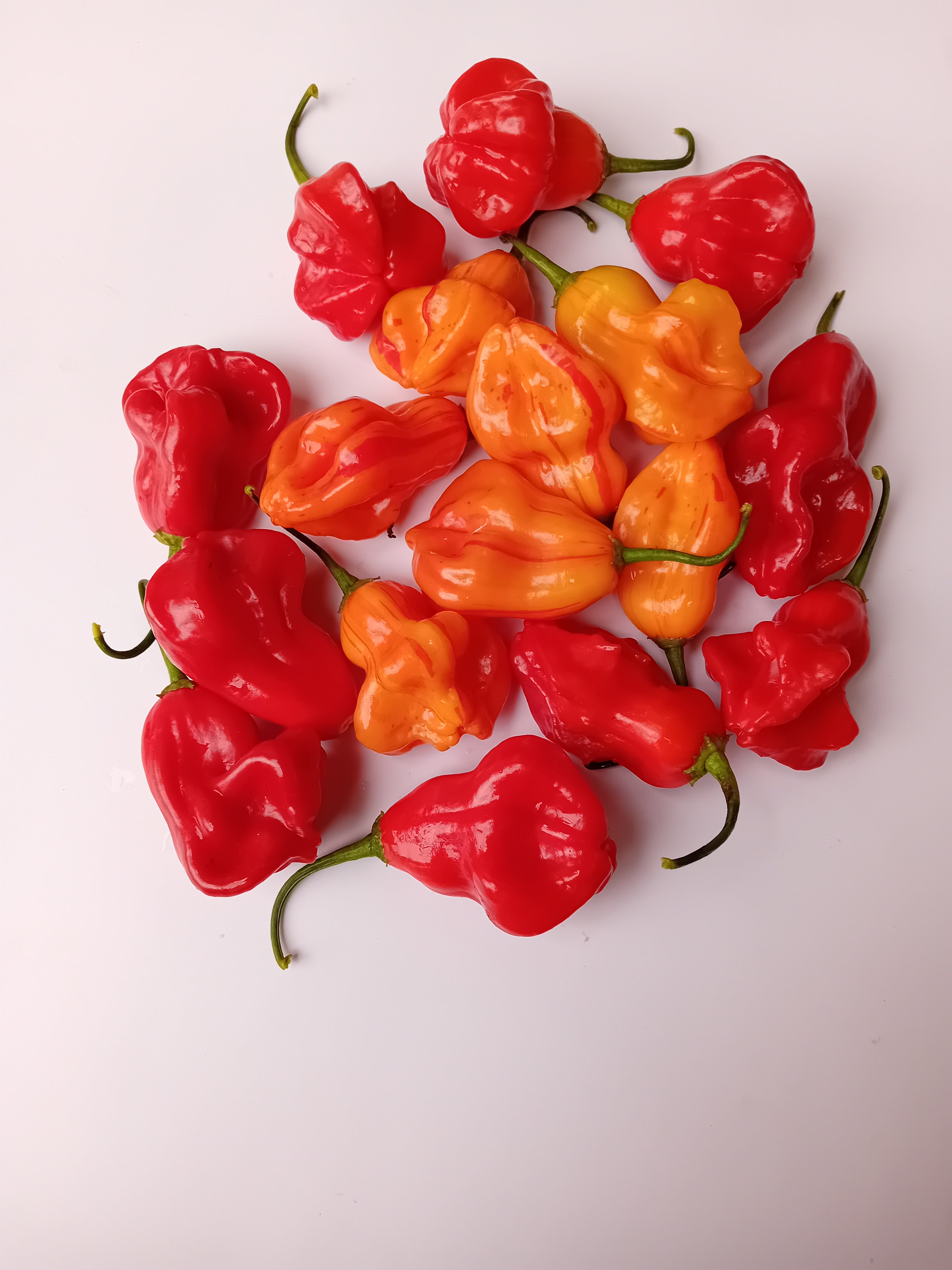 Seminţe Ardei - Zébrange