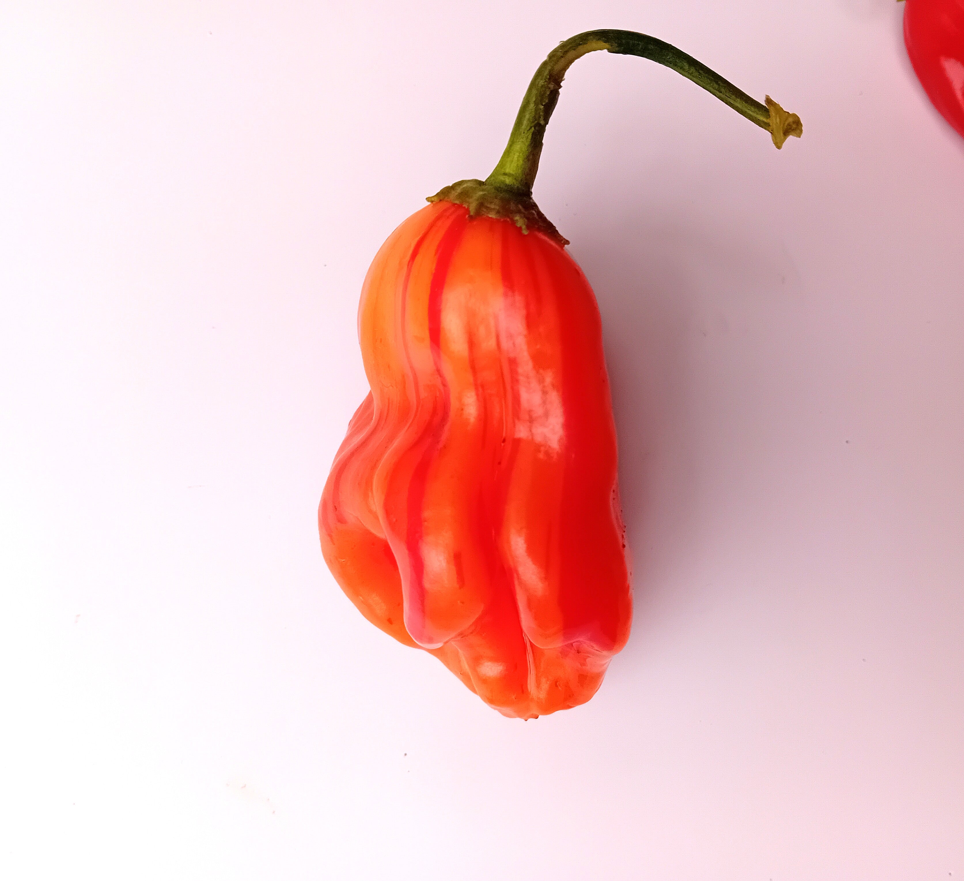 Seminţe Ardei - Zébrange