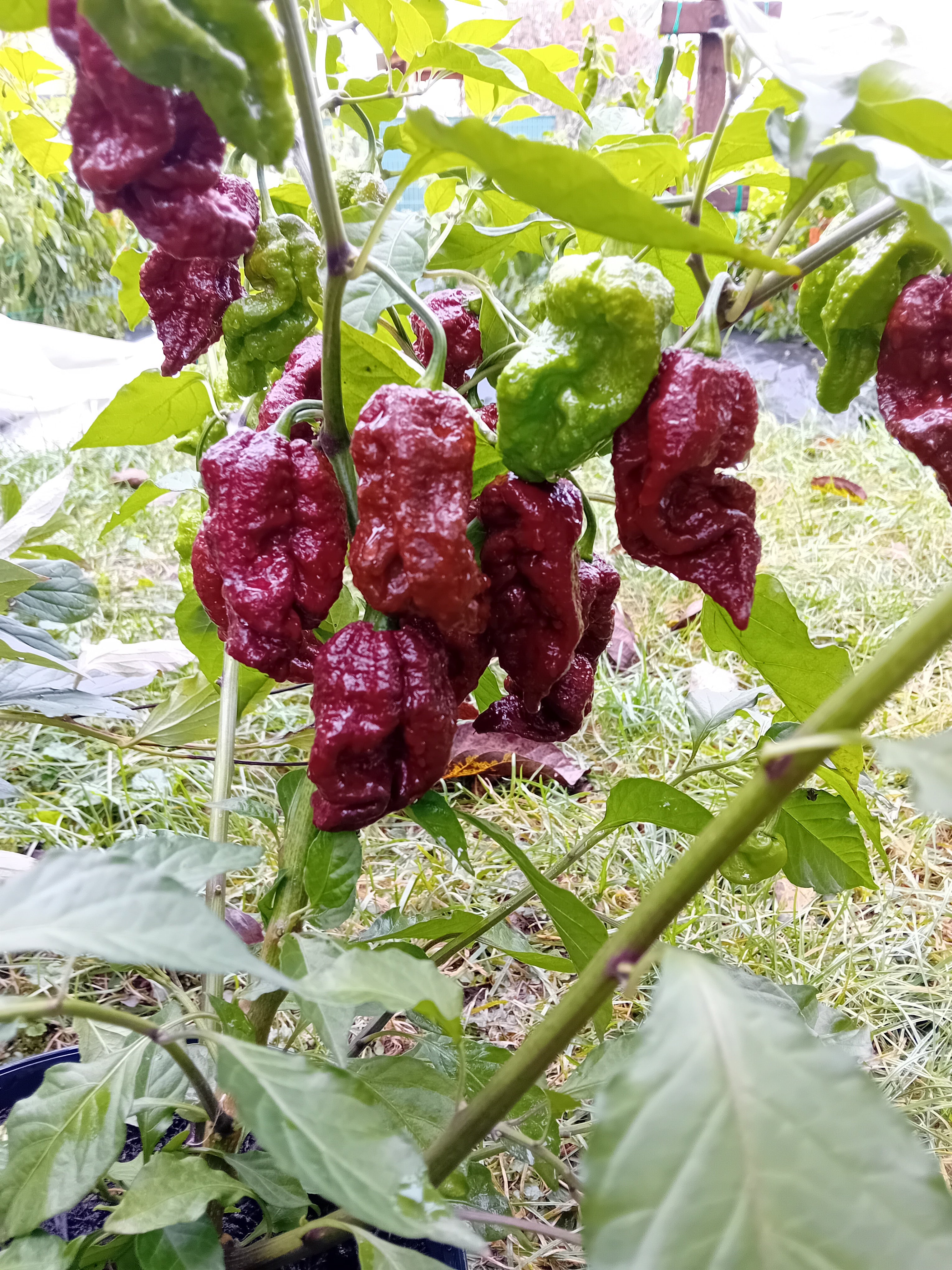 Seminţe Ardei - Podzilla Chocolate