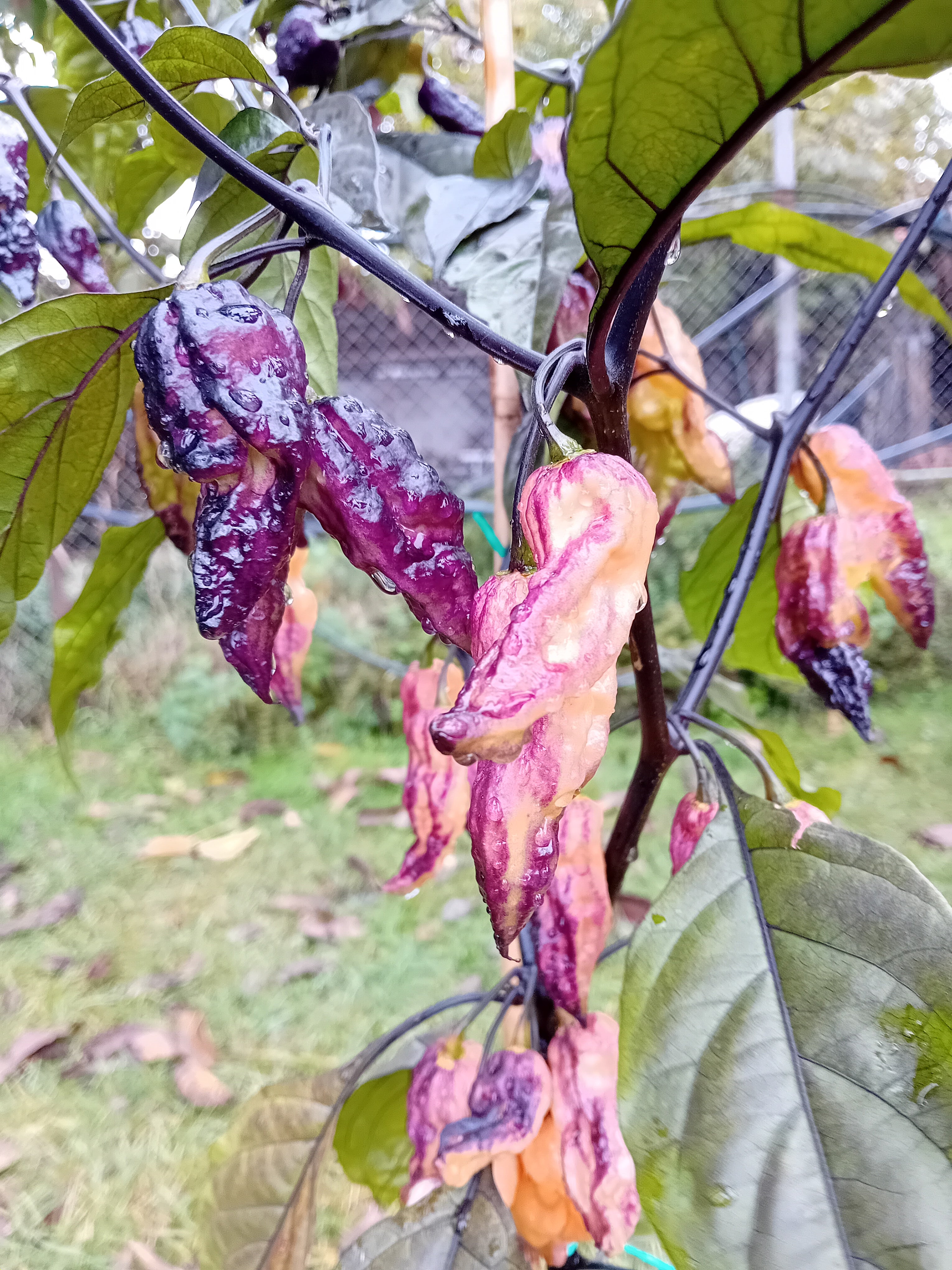 Seminţe Ardei - Thanos