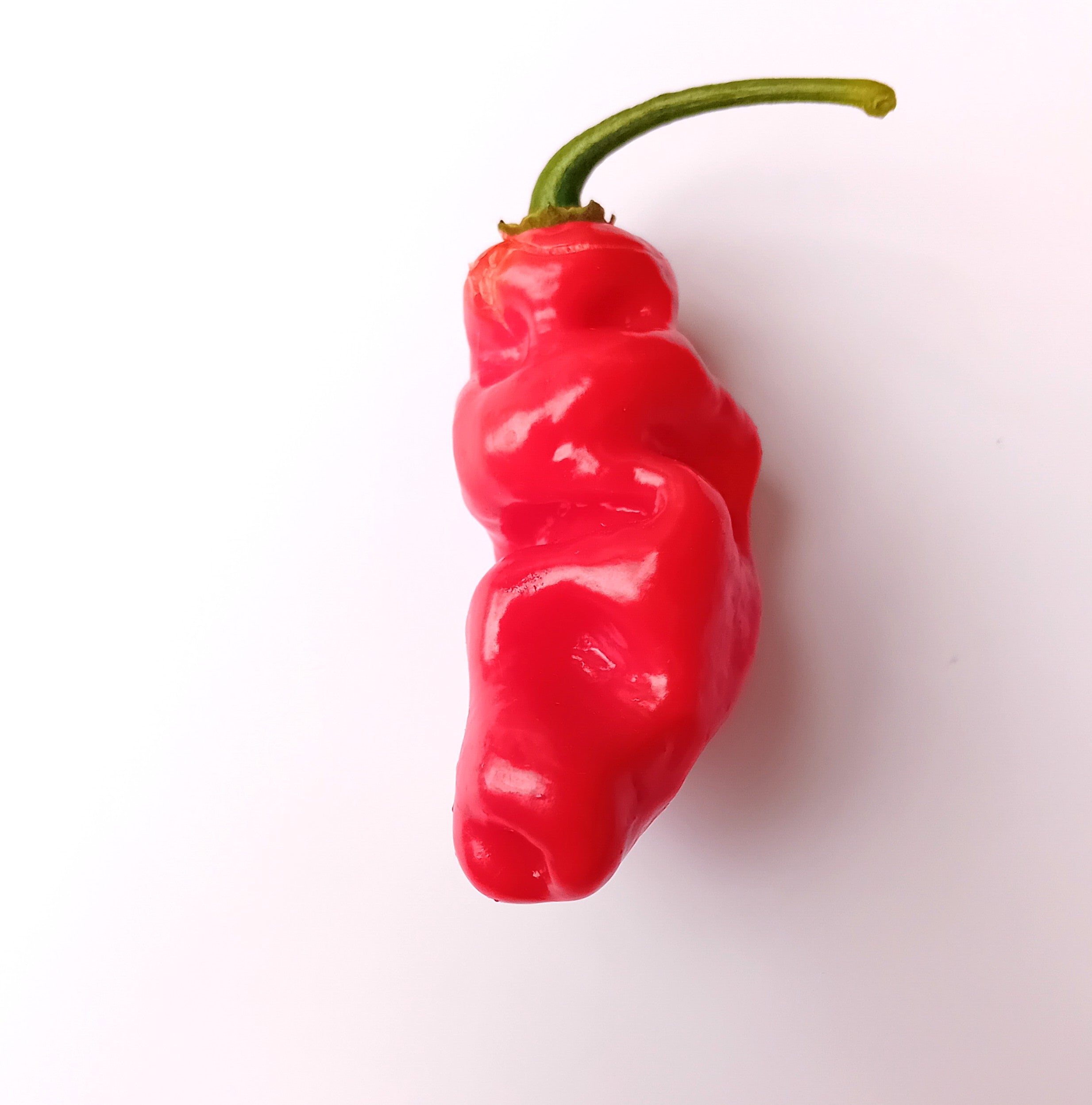 Pepper Seedling - Gorongong Red