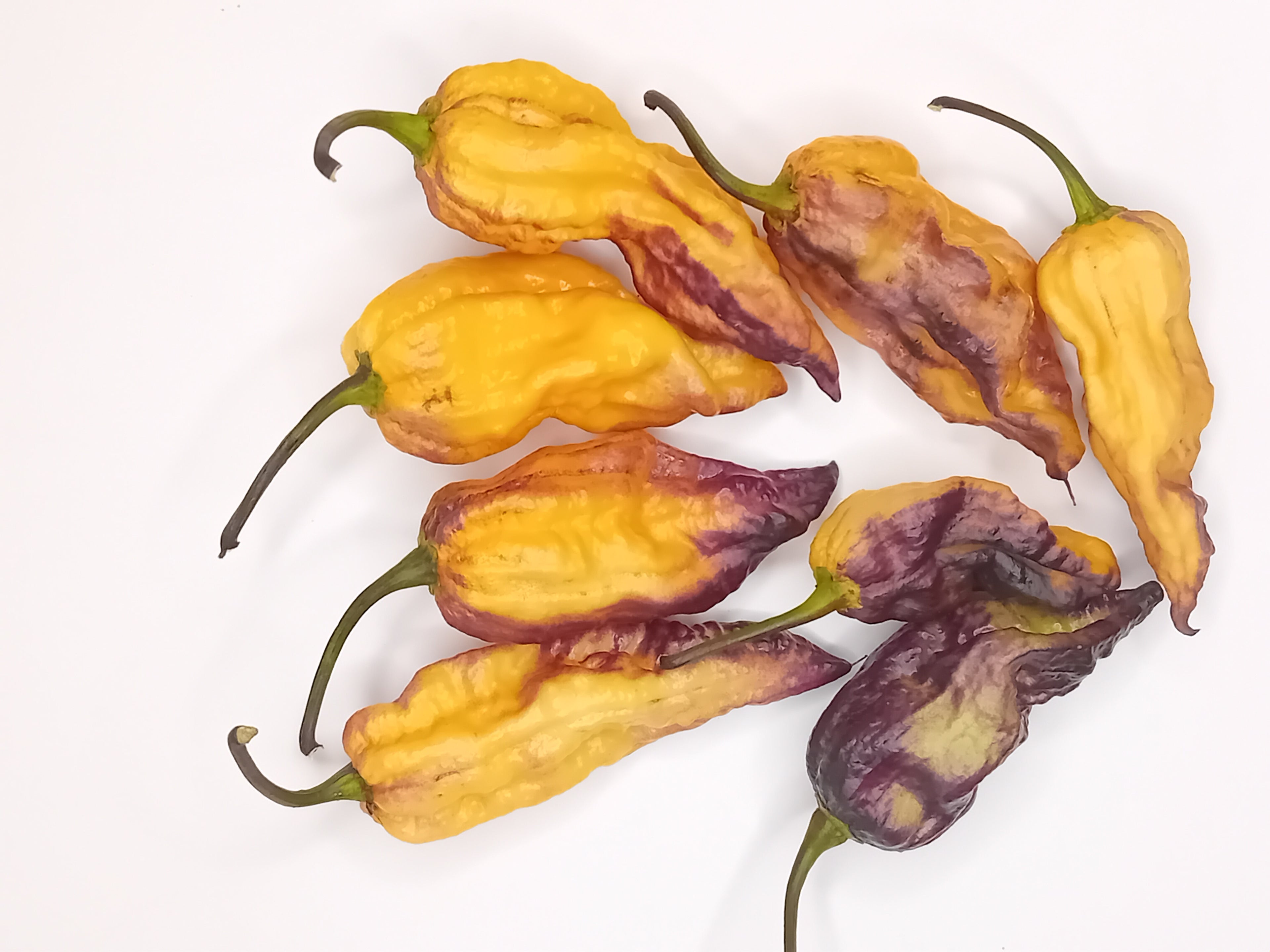 Seminţe Ardei - Thanos