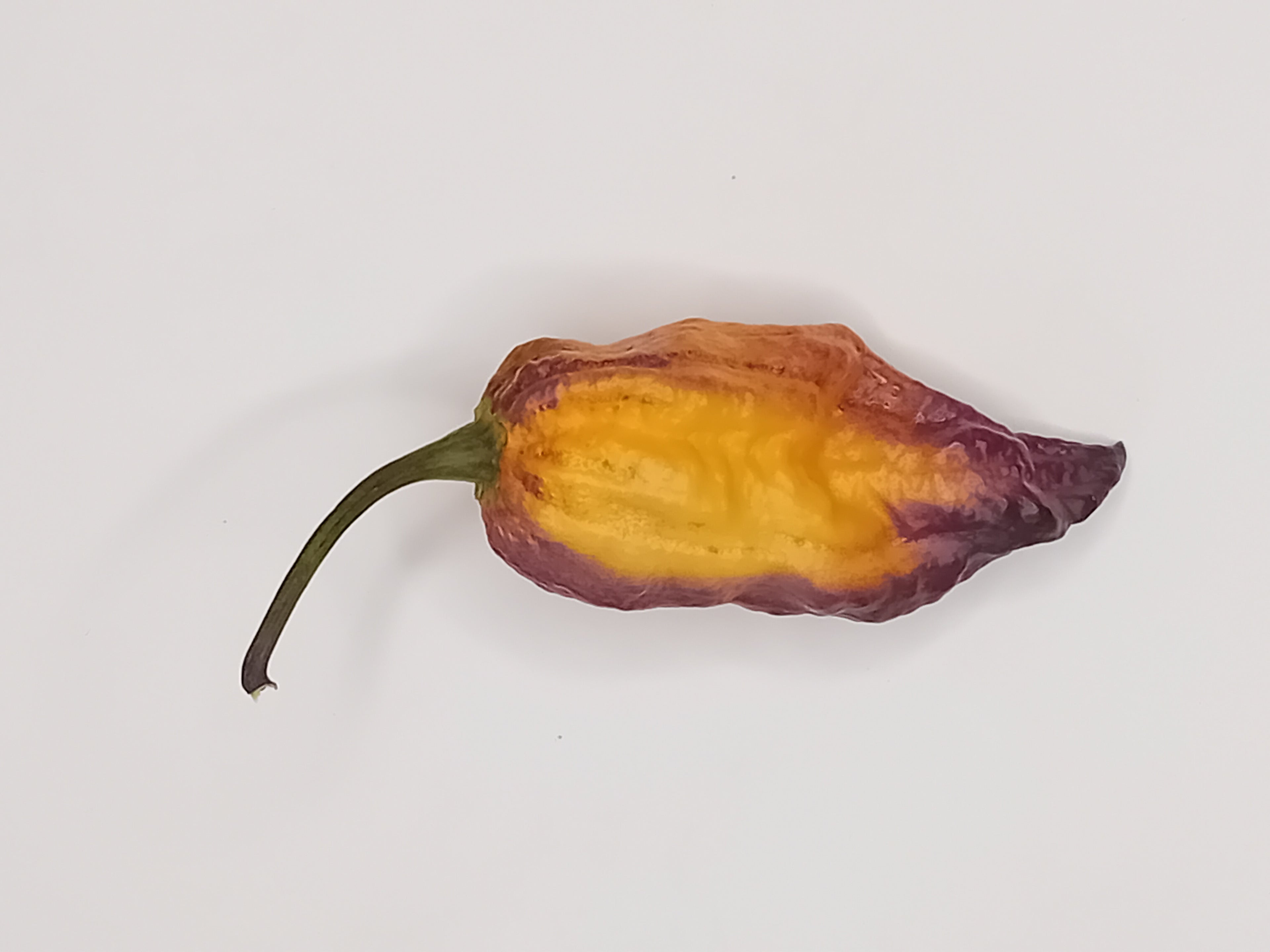 Seminţe Ardei - Thanos