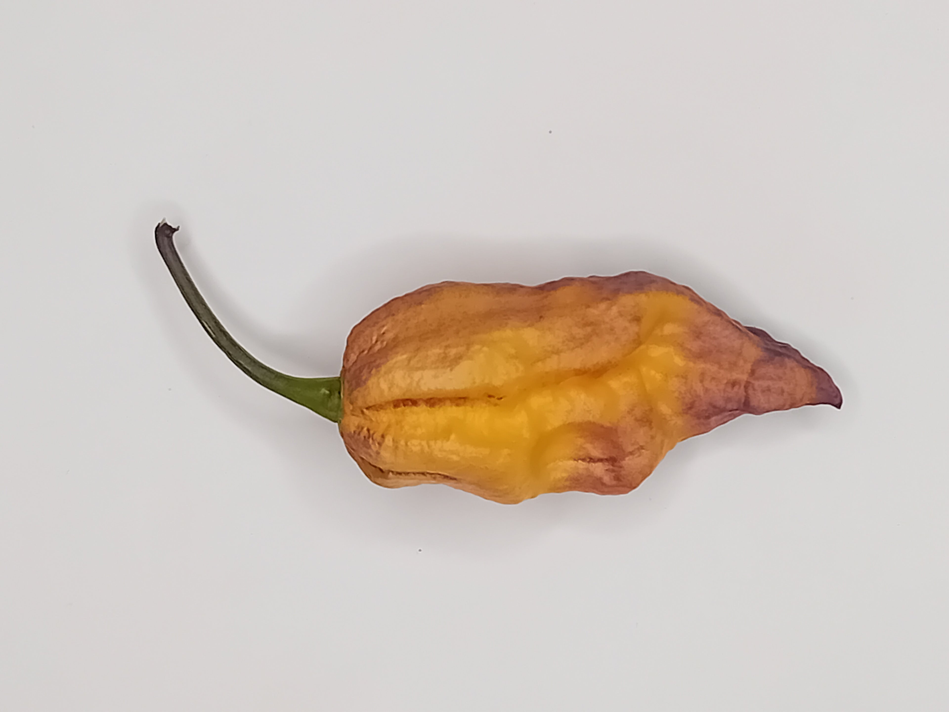 Seminţe Ardei - Thanos