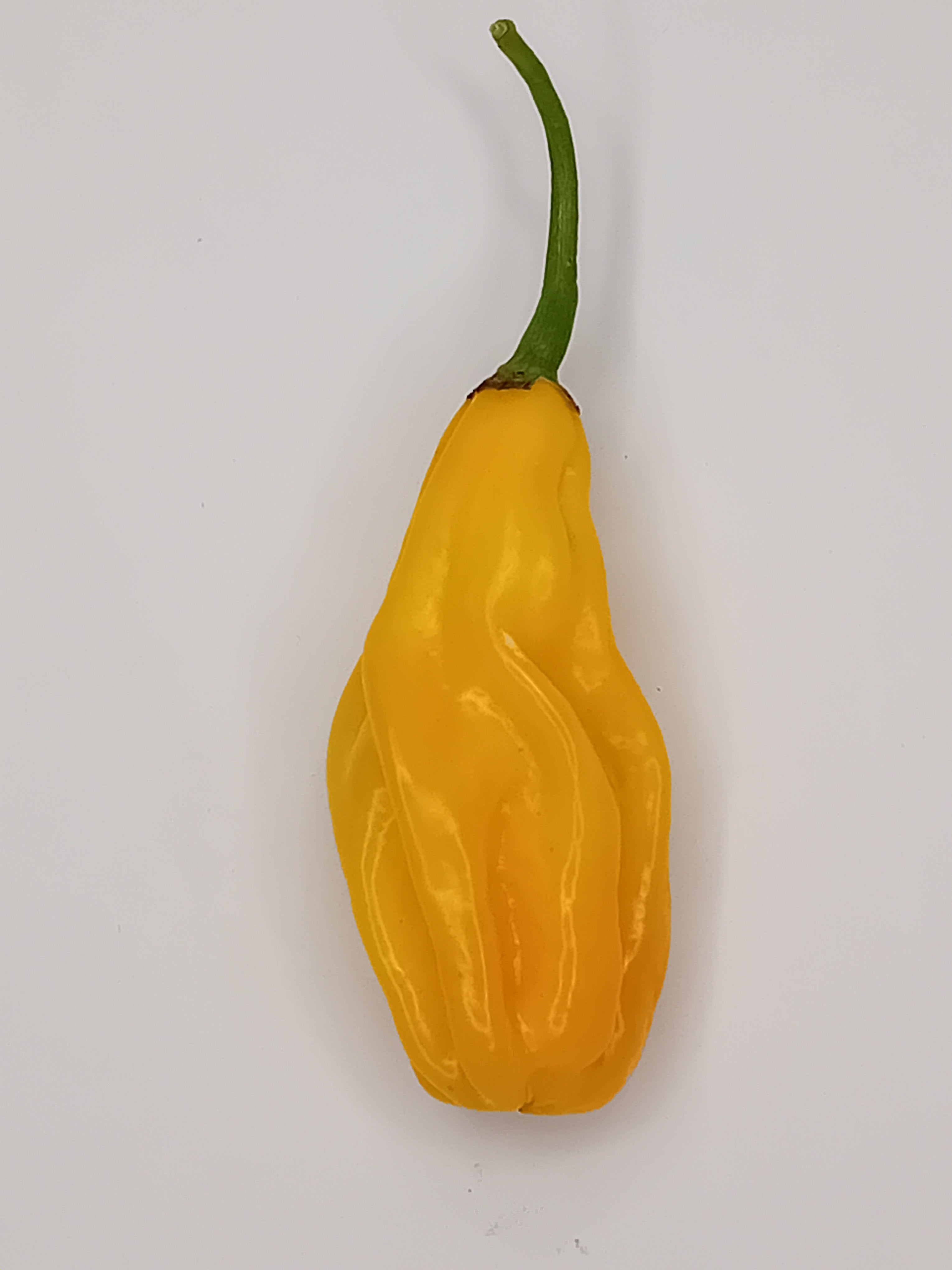 Pepper Seedling - Gorongong