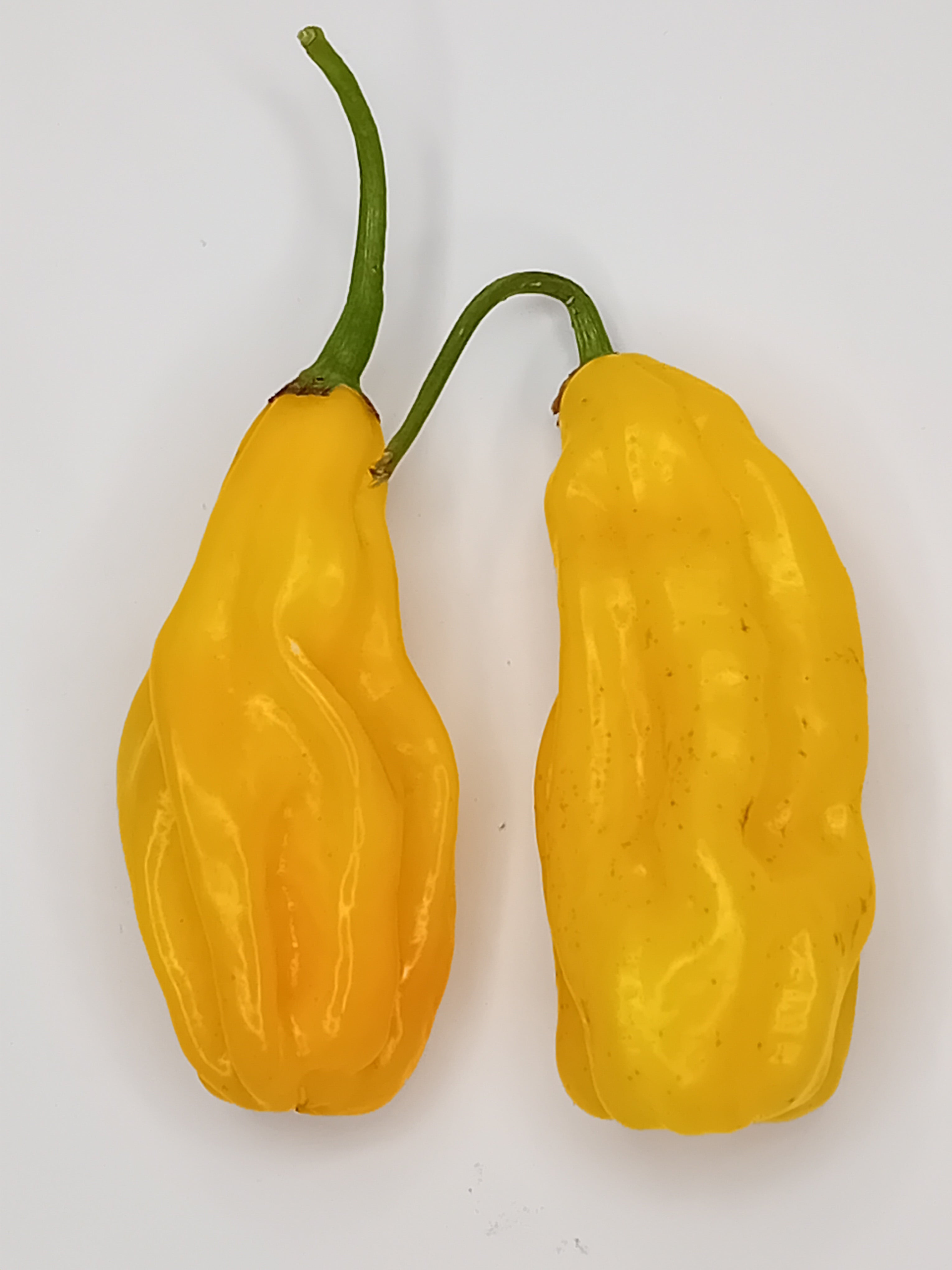 Pepper Seedling - Gorongong