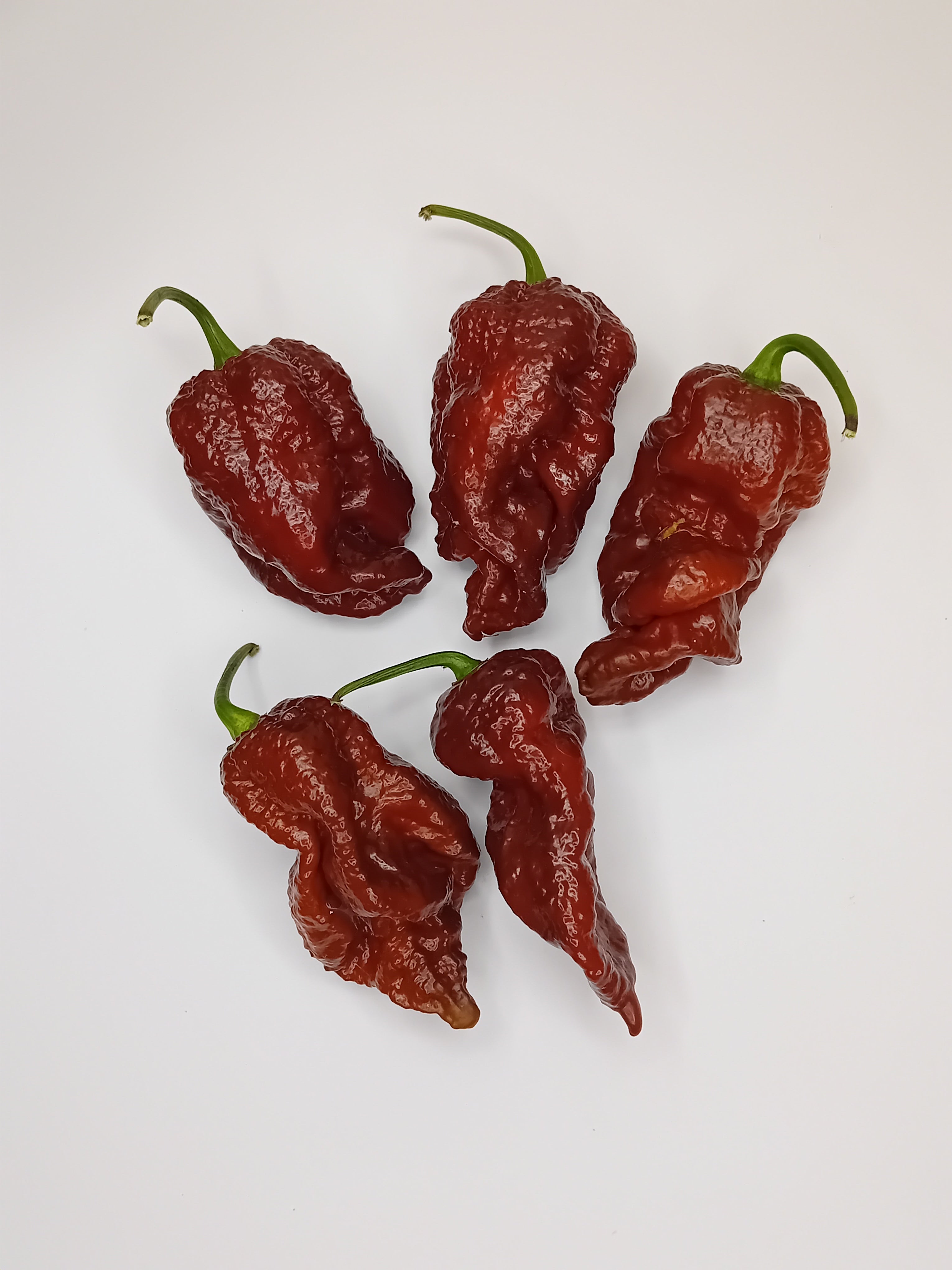 Seminţe Ardei - Podzilla Chocolate