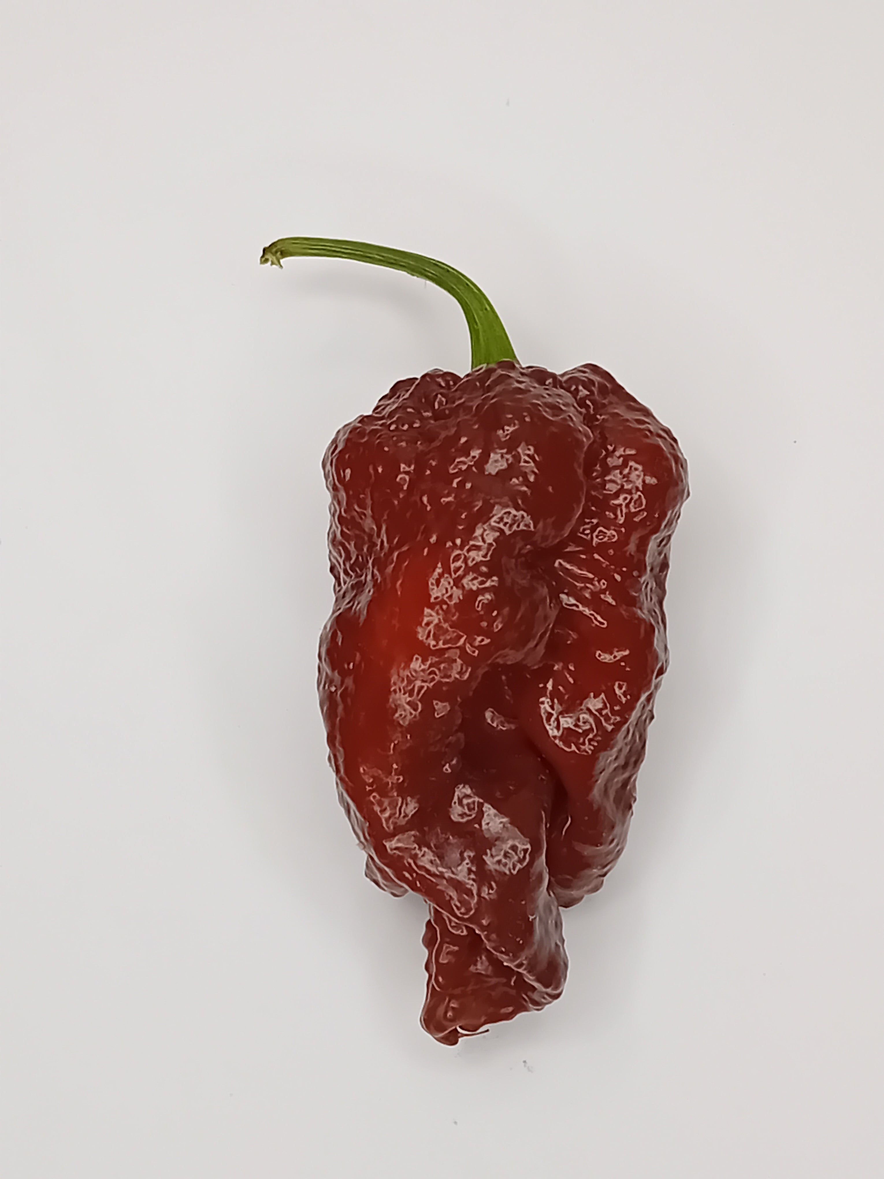 Seminţe Ardei - Podzilla Chocolate