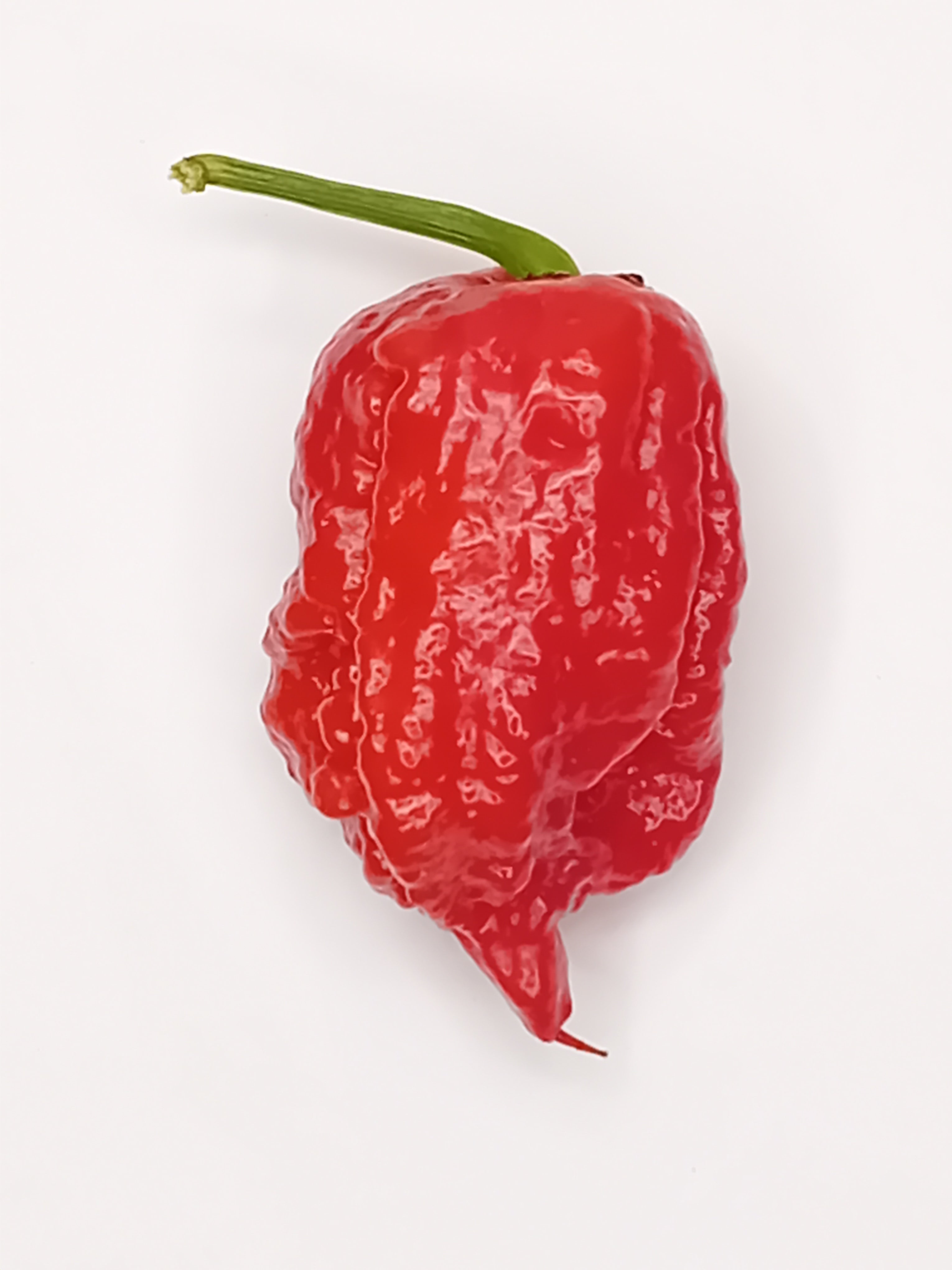 Răsad Ardei - BOC x GKB Red