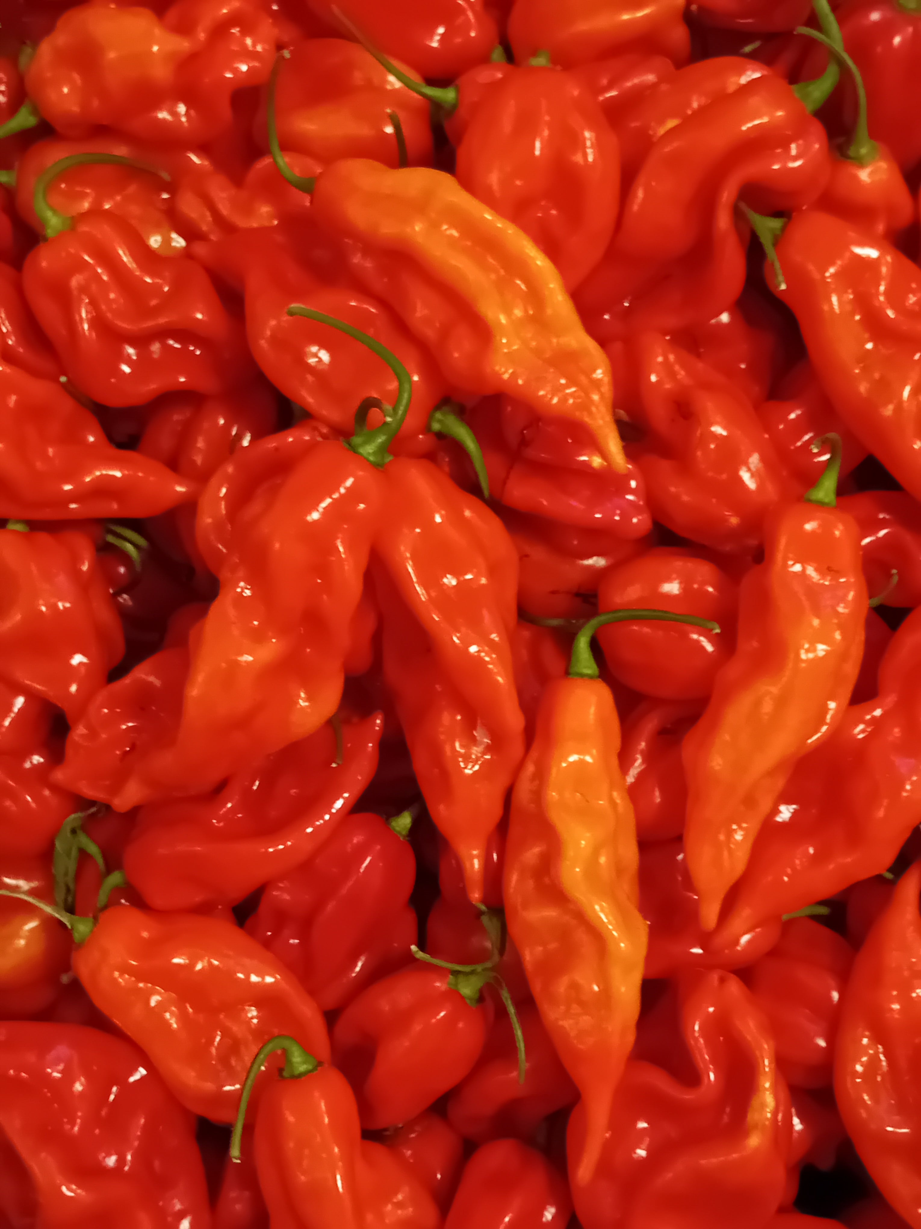 Pepper Seedling - Devil's Tongue Red