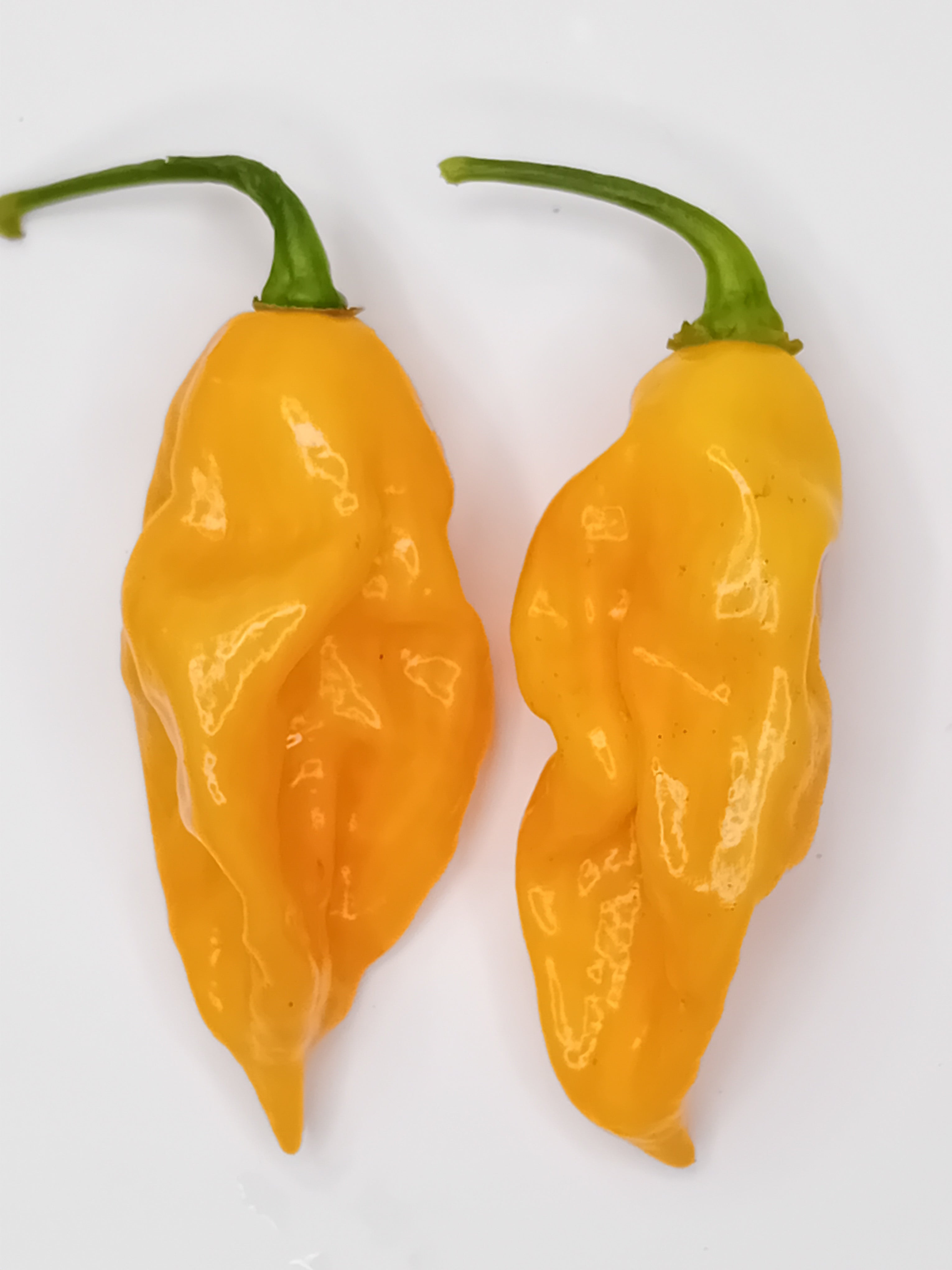 Pepper Seedling - Devils Tongue Orange