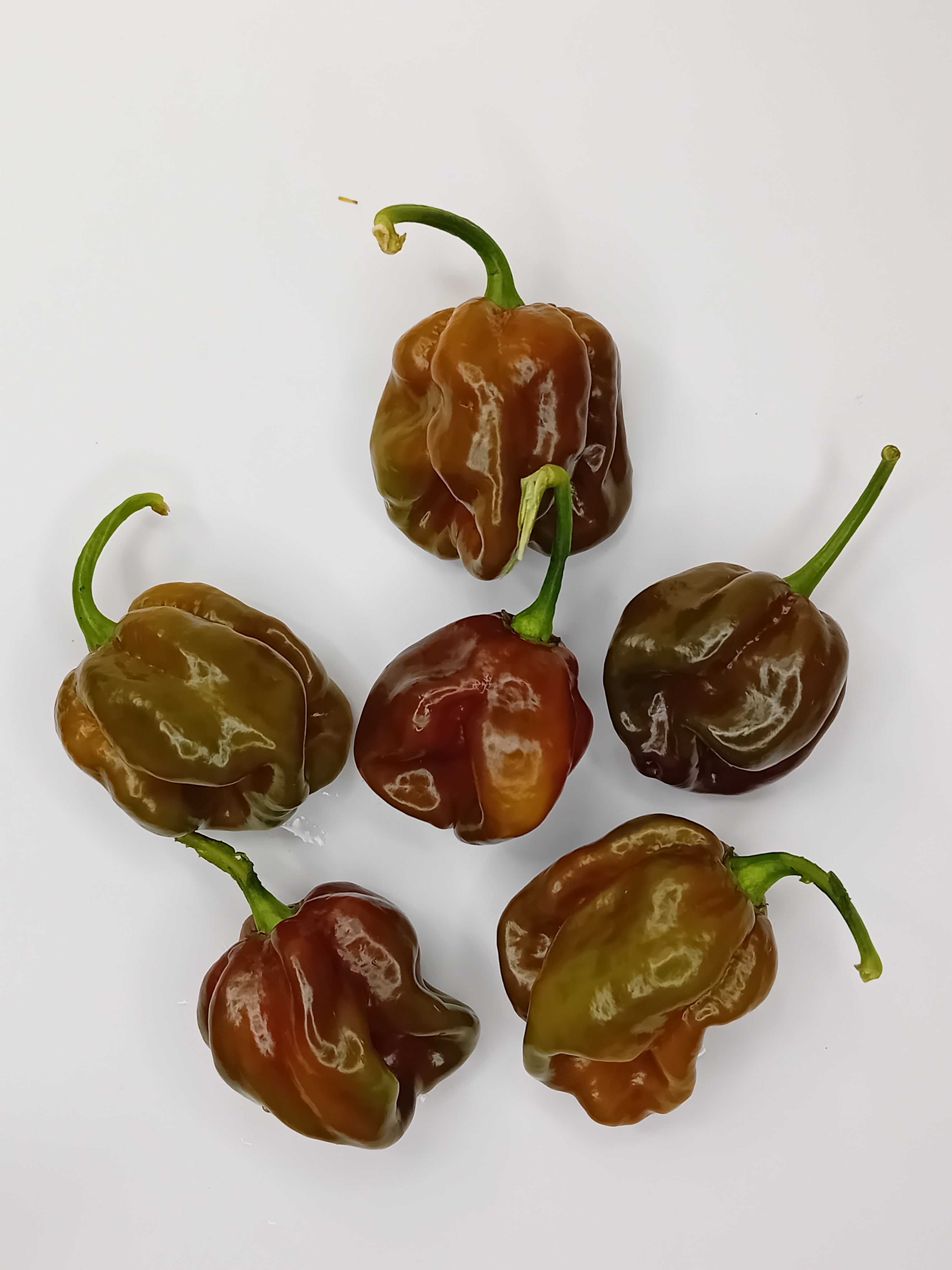 Răsad Ardei - Guadalupe Black