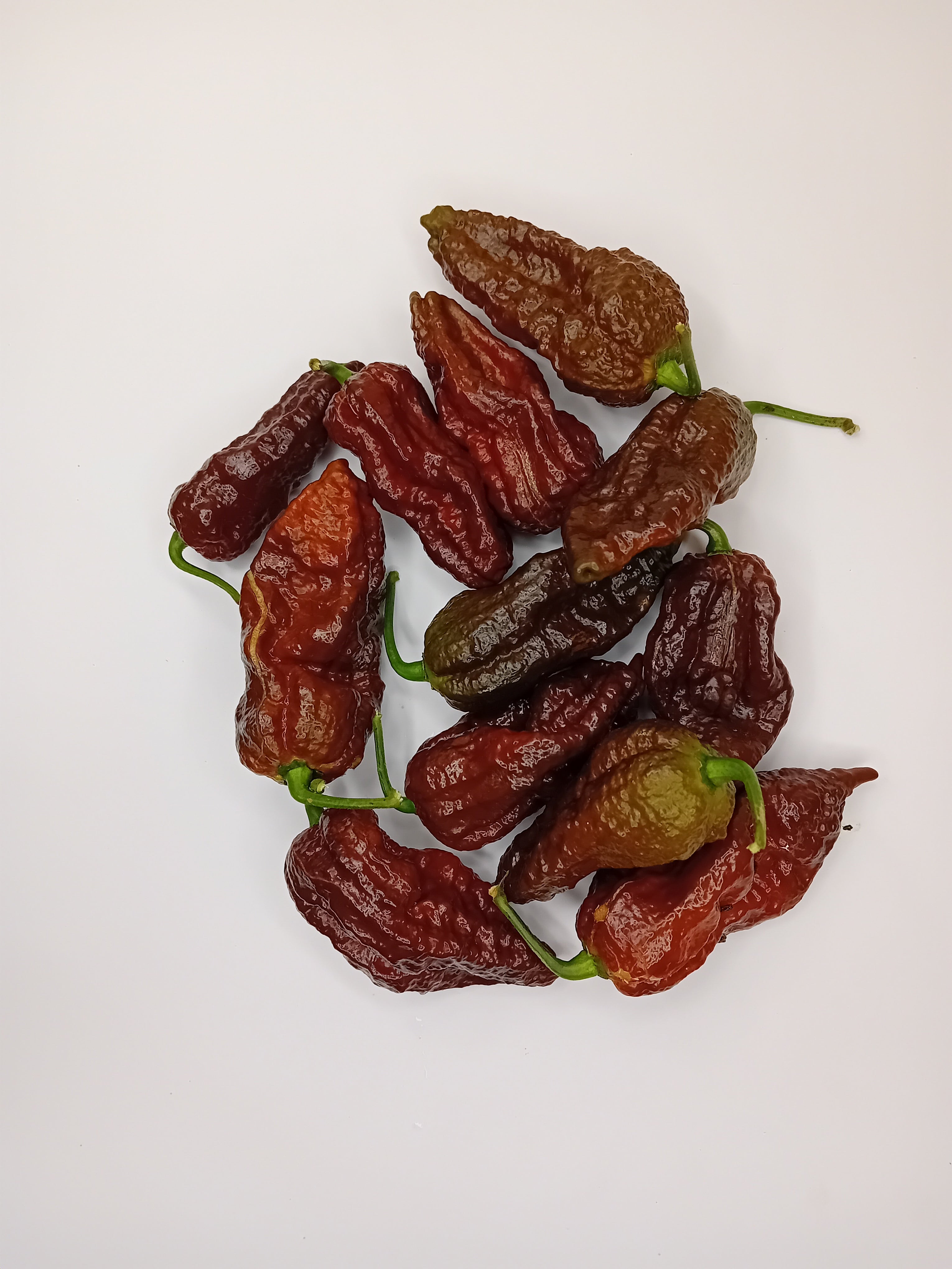 Răsad Ardei - Bhut Jolokia Chocolate