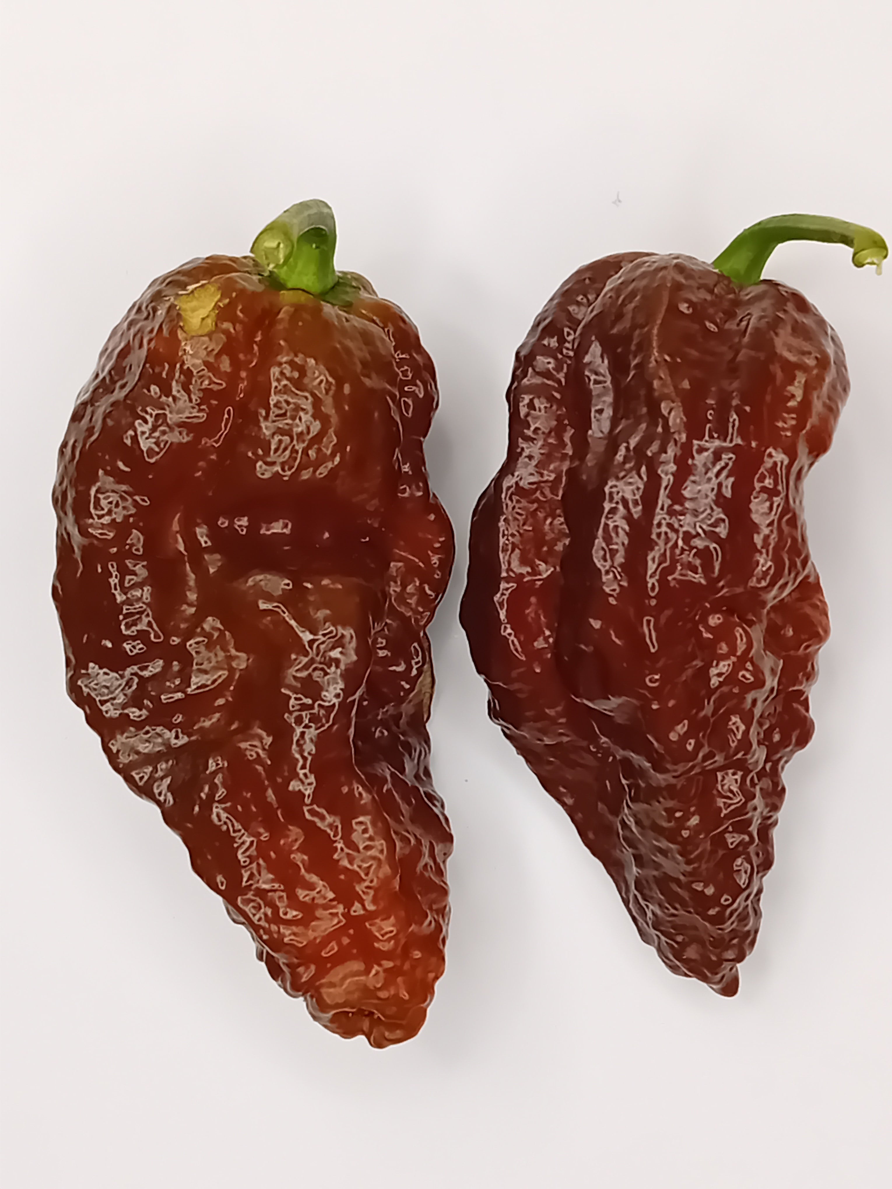 Răsad Ardei - Bhut Jolokia Chocolate