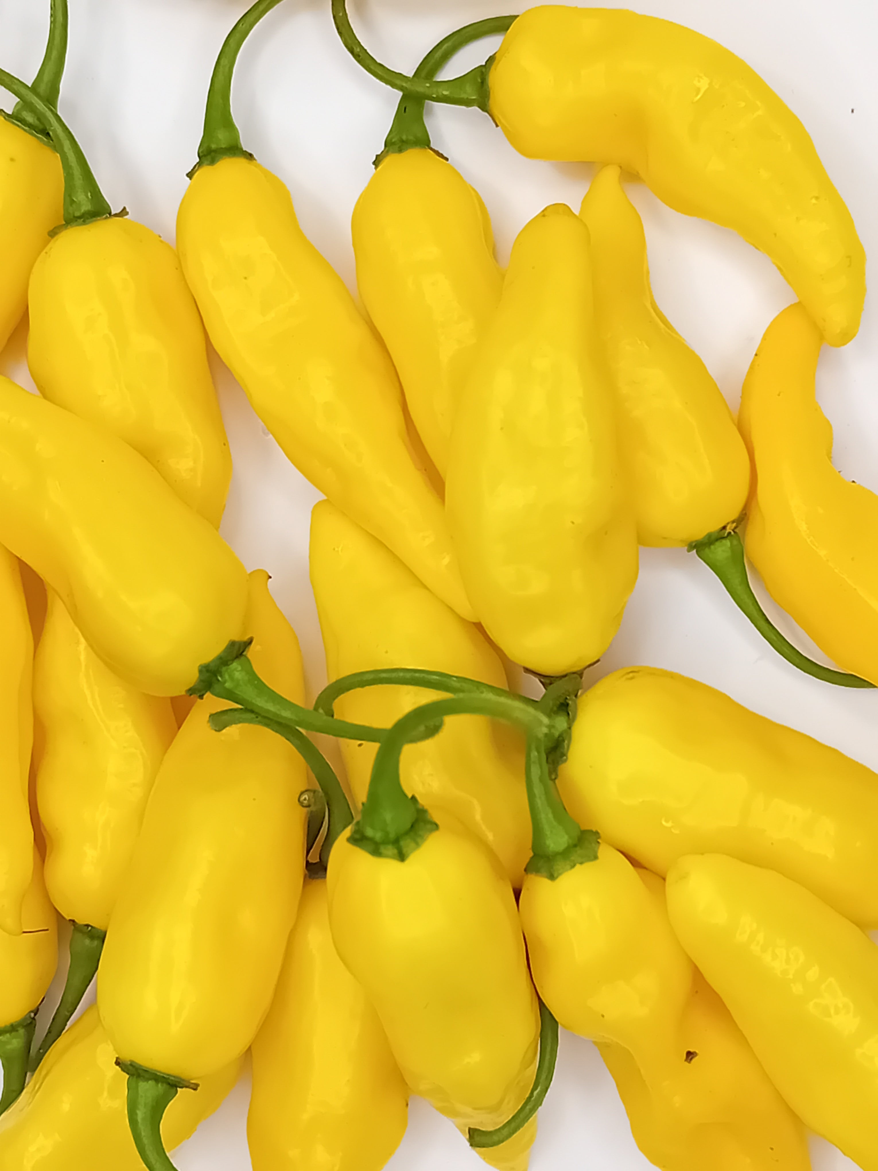 Răsad Ardei - Aji Lemon