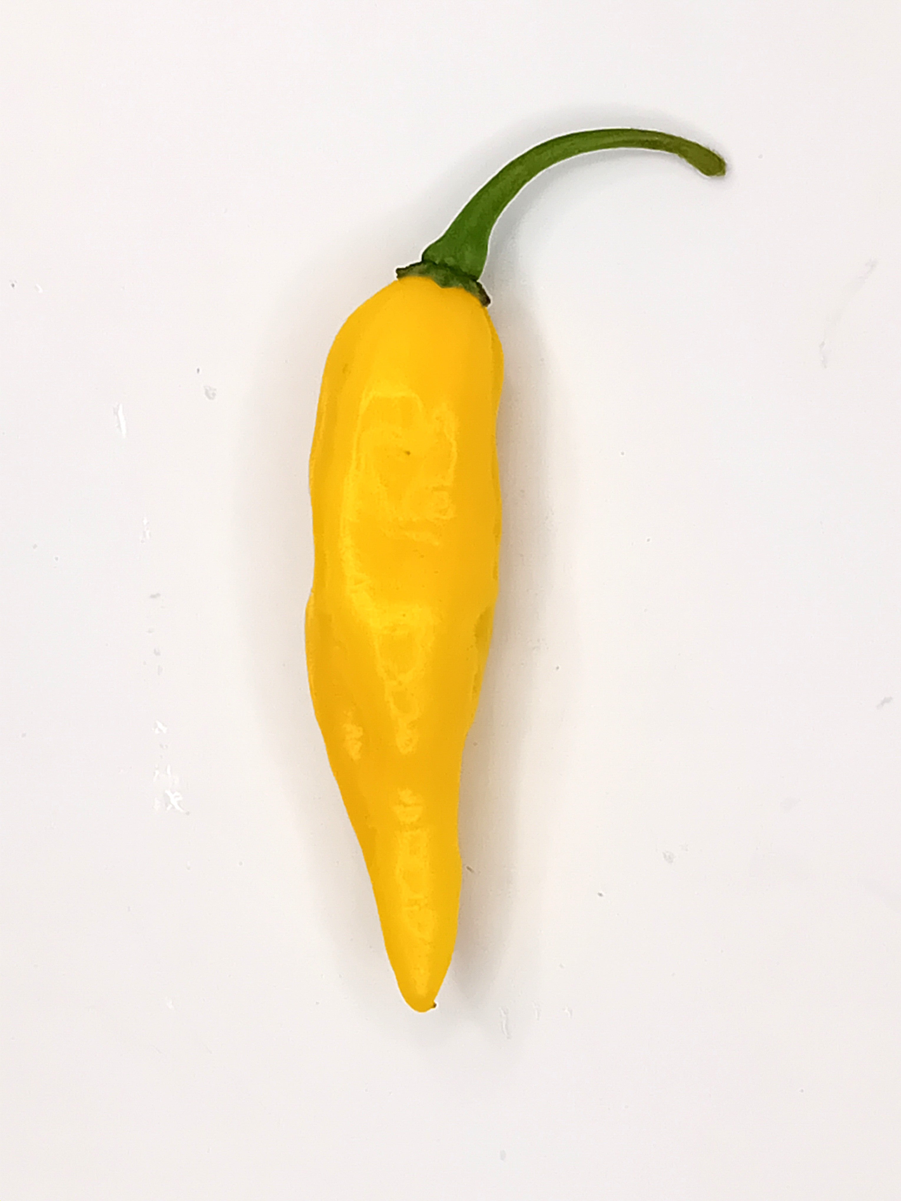 Răsad Ardei - Aji Lemon