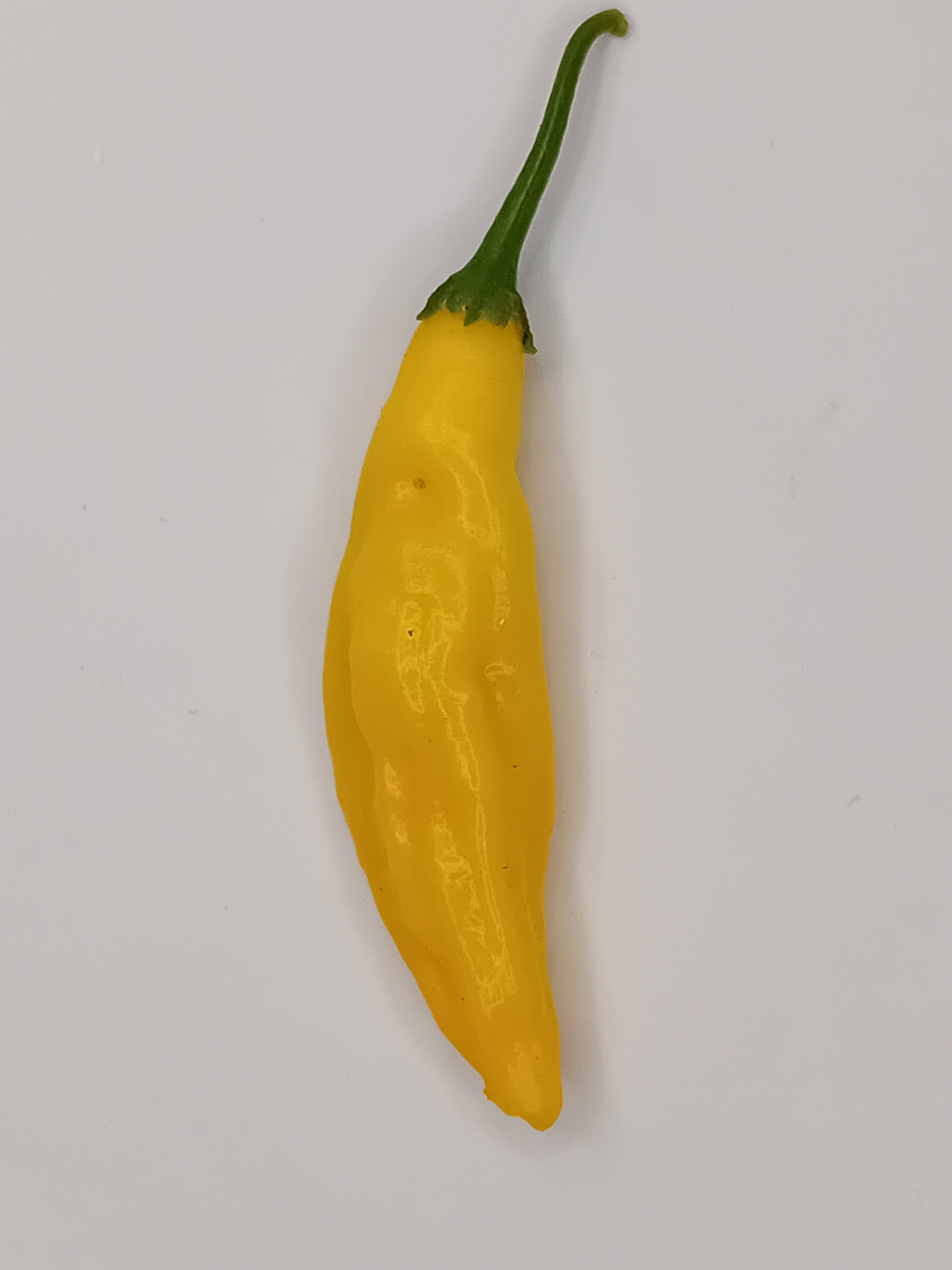 Răsad Ardei - Aji Pineapple