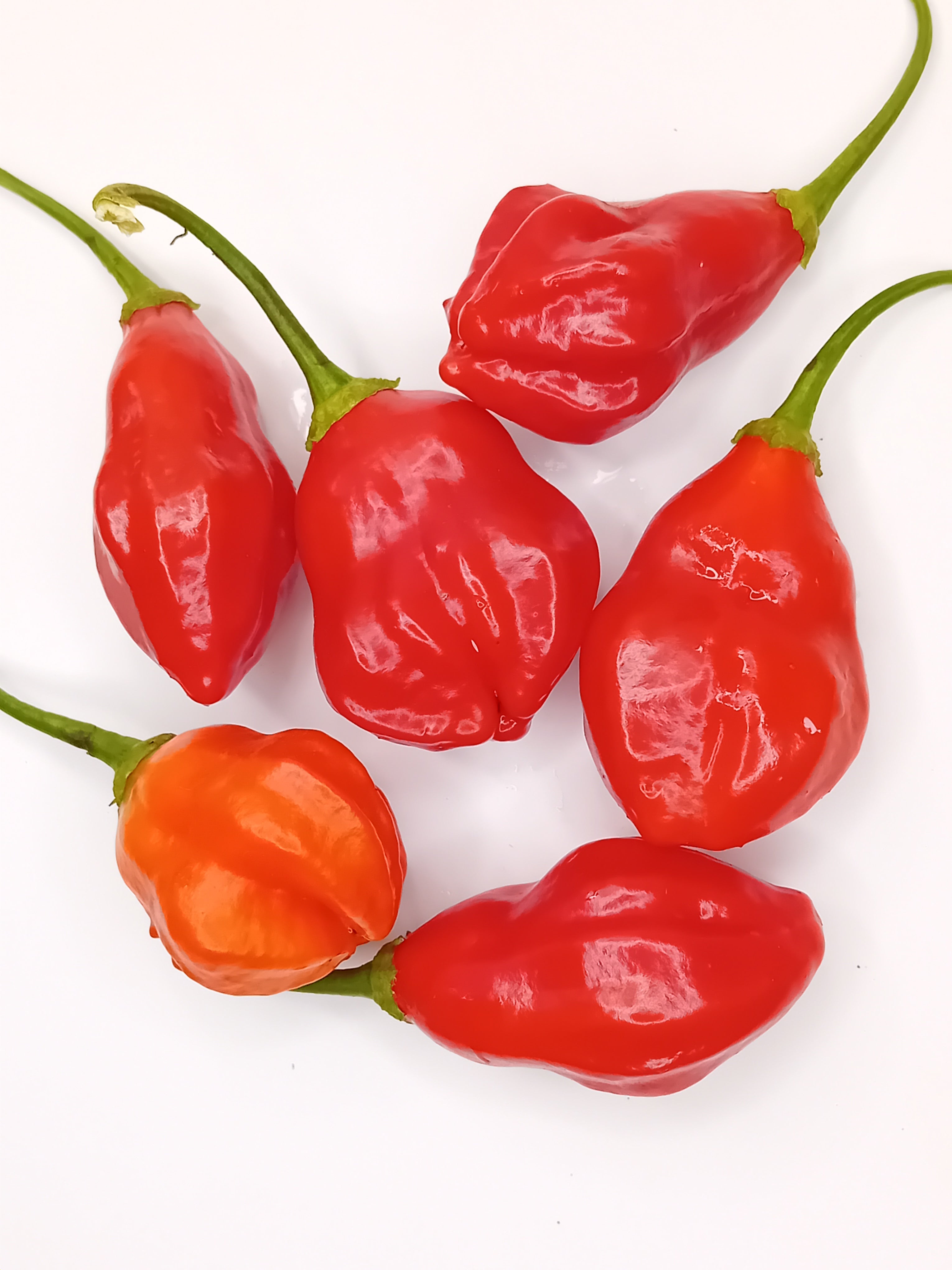 Răsad Ardei - Aji Rainforest