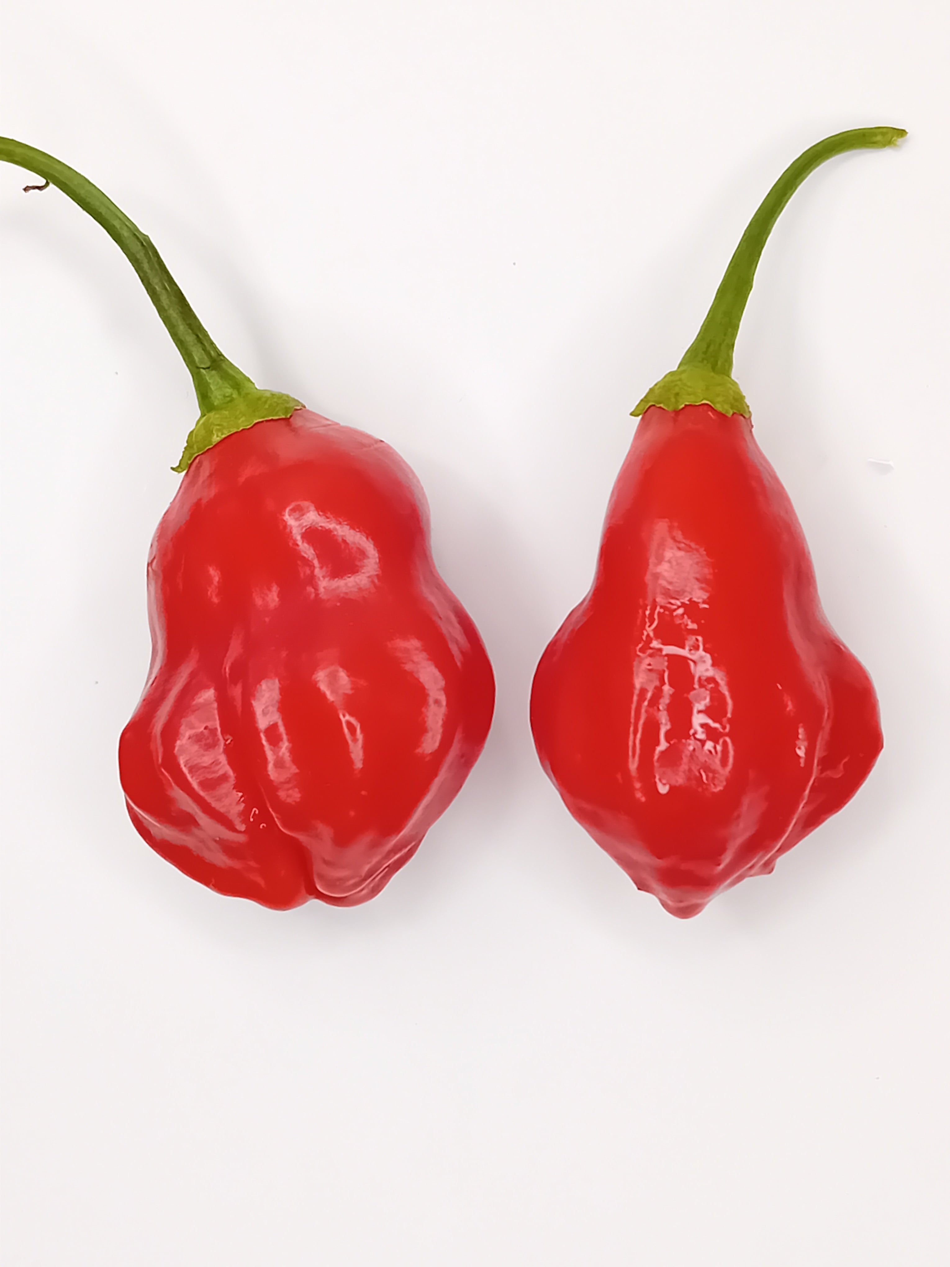 Răsad Ardei - Aji Rainforest