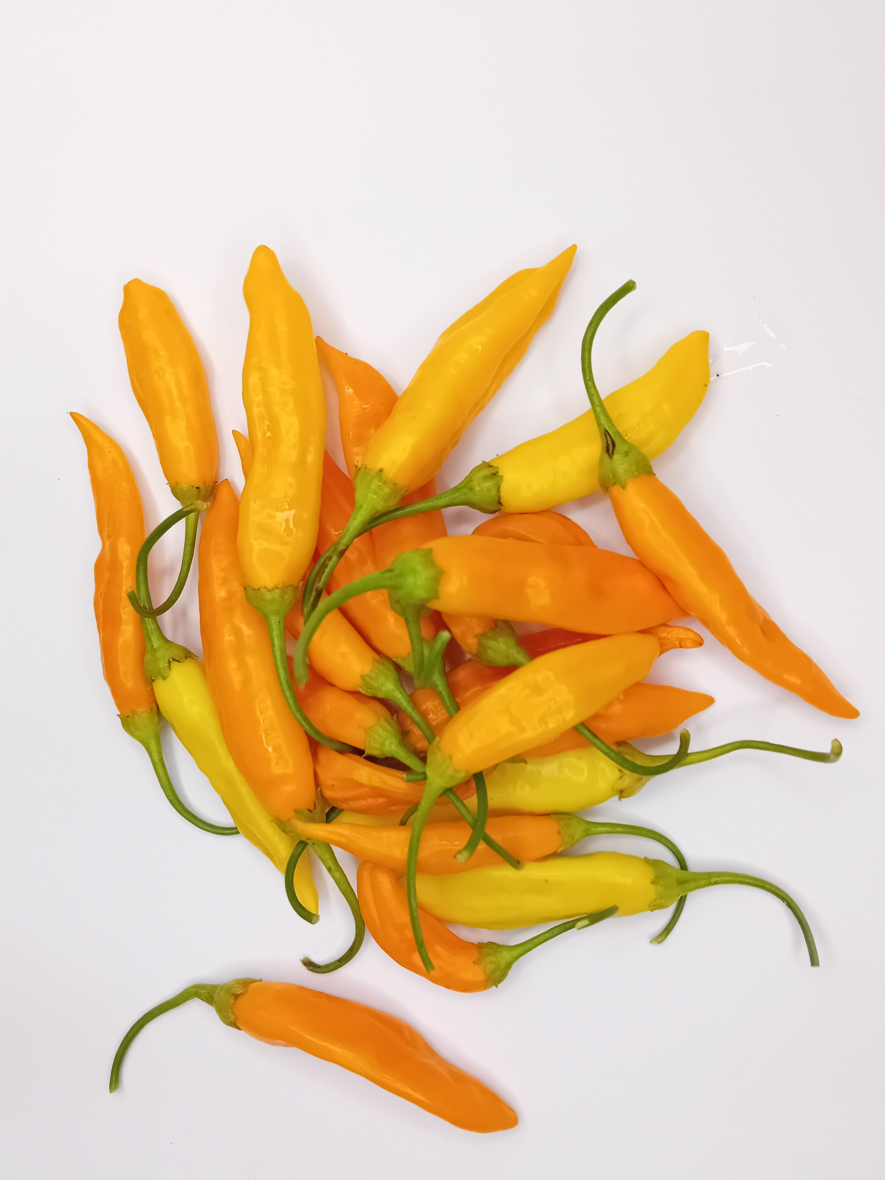 Răsad Ardei - Aji Mango