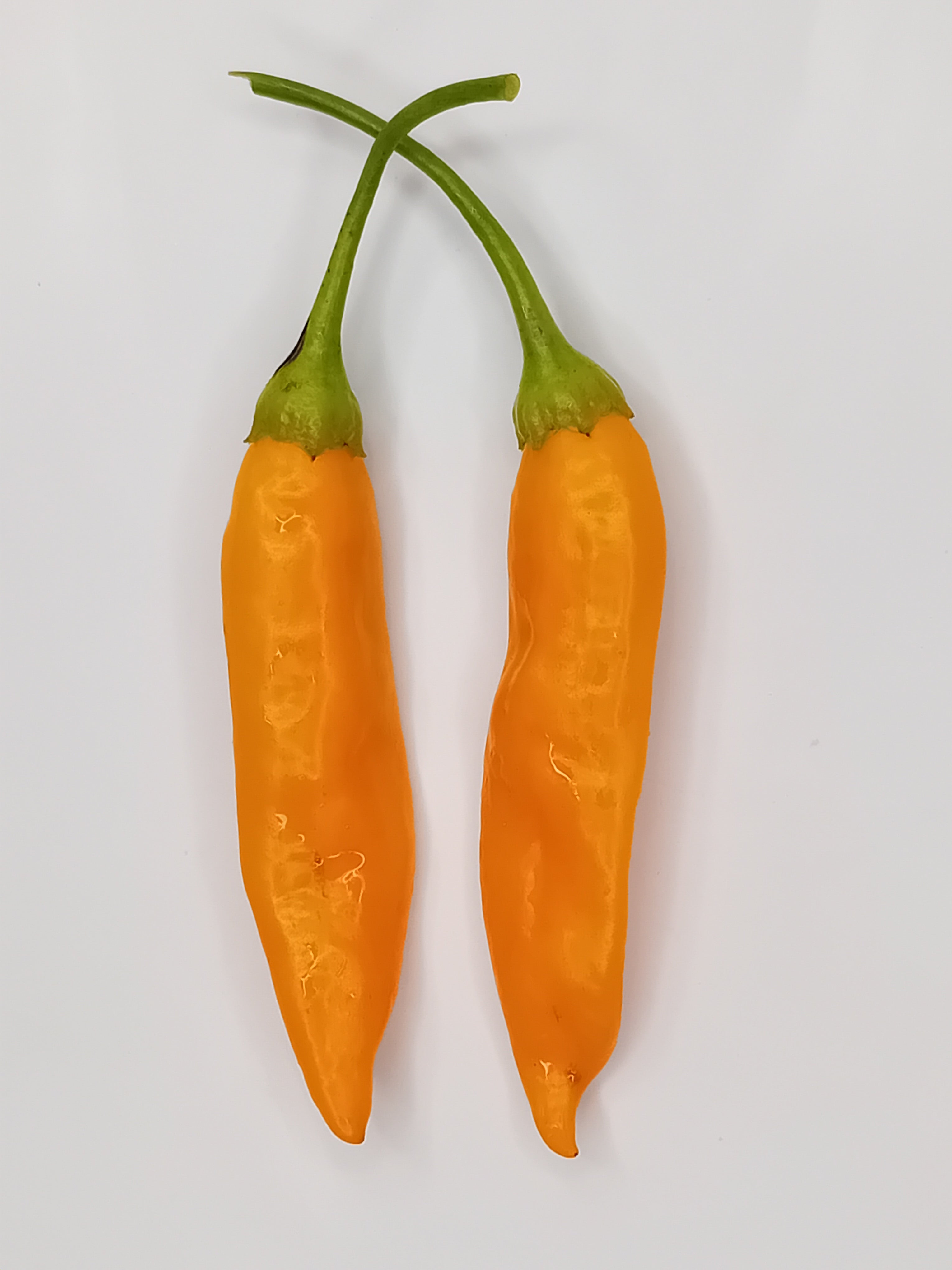 Răsad Ardei - Aji Mango