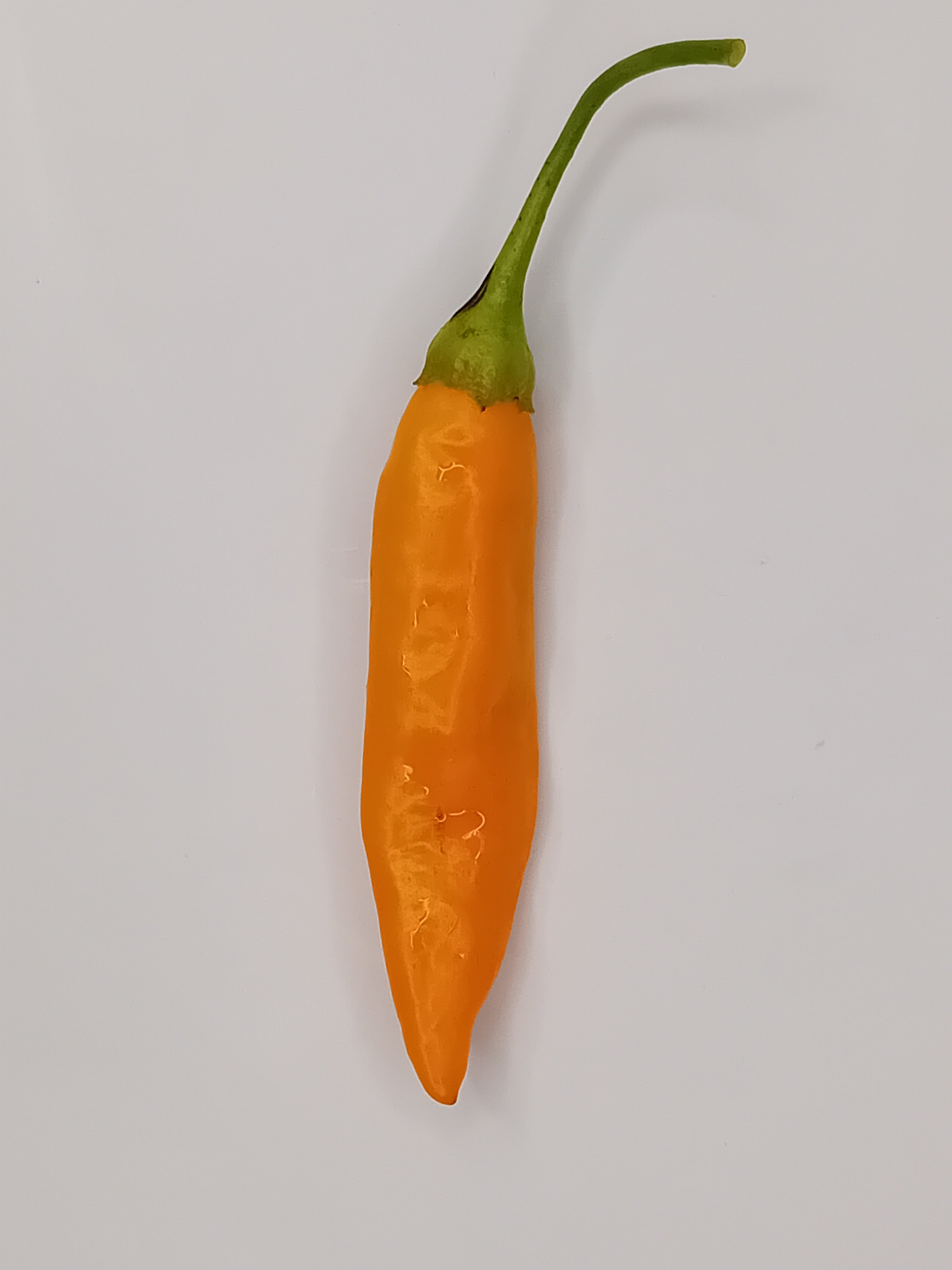 Răsad Ardei - Aji Mango