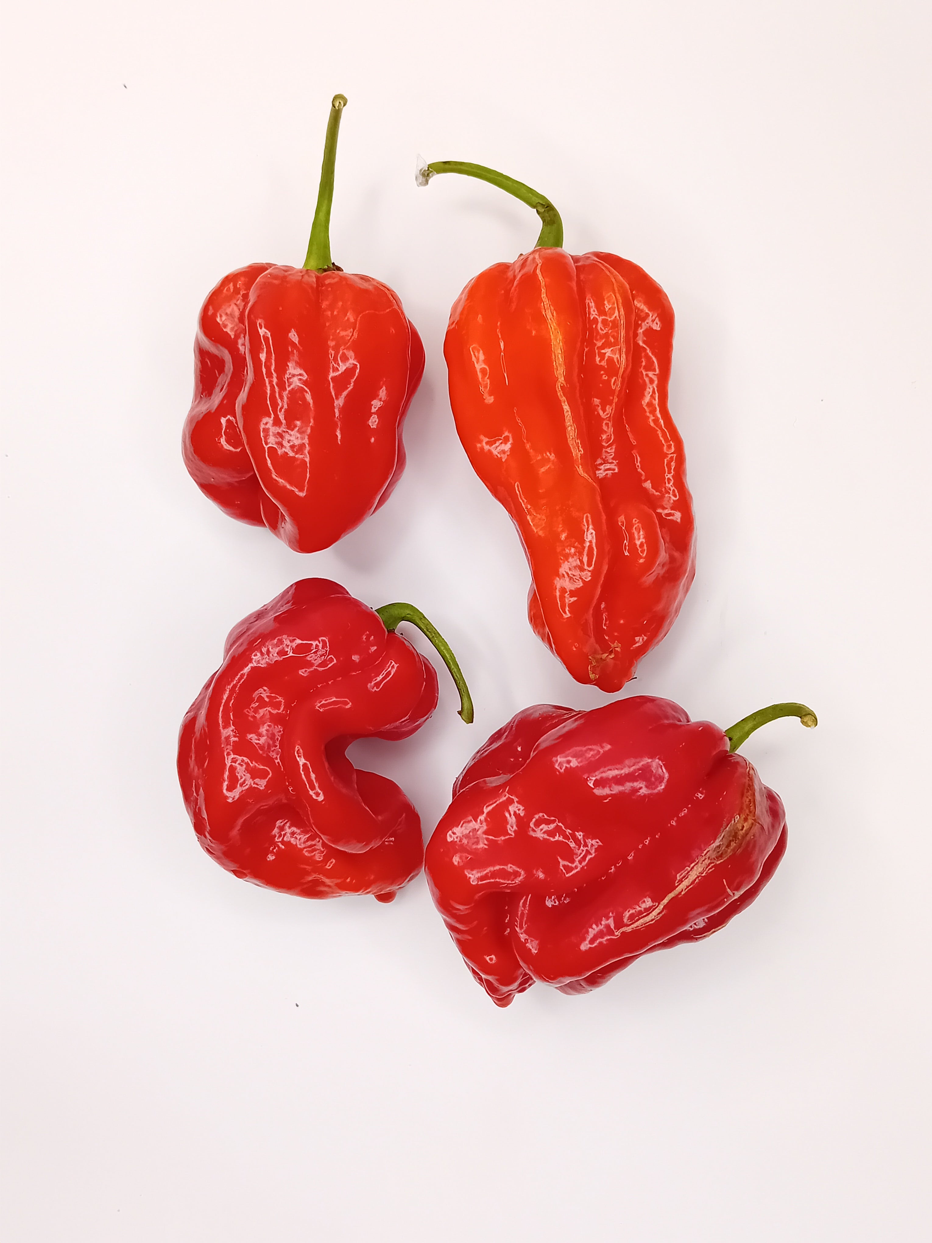 Răsad Ardei - Apocalypse Scorpion Red