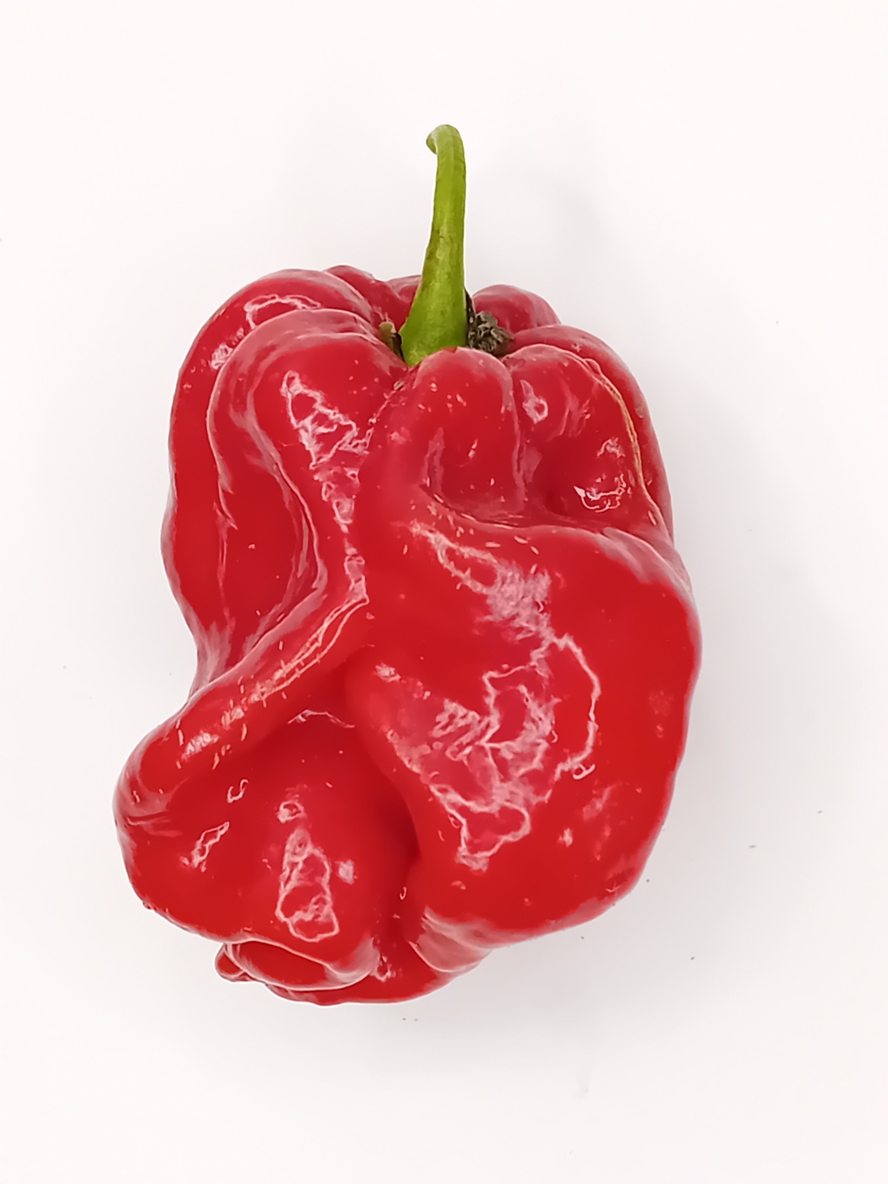 Răsad Ardei - Apocalypse Scorpion Red