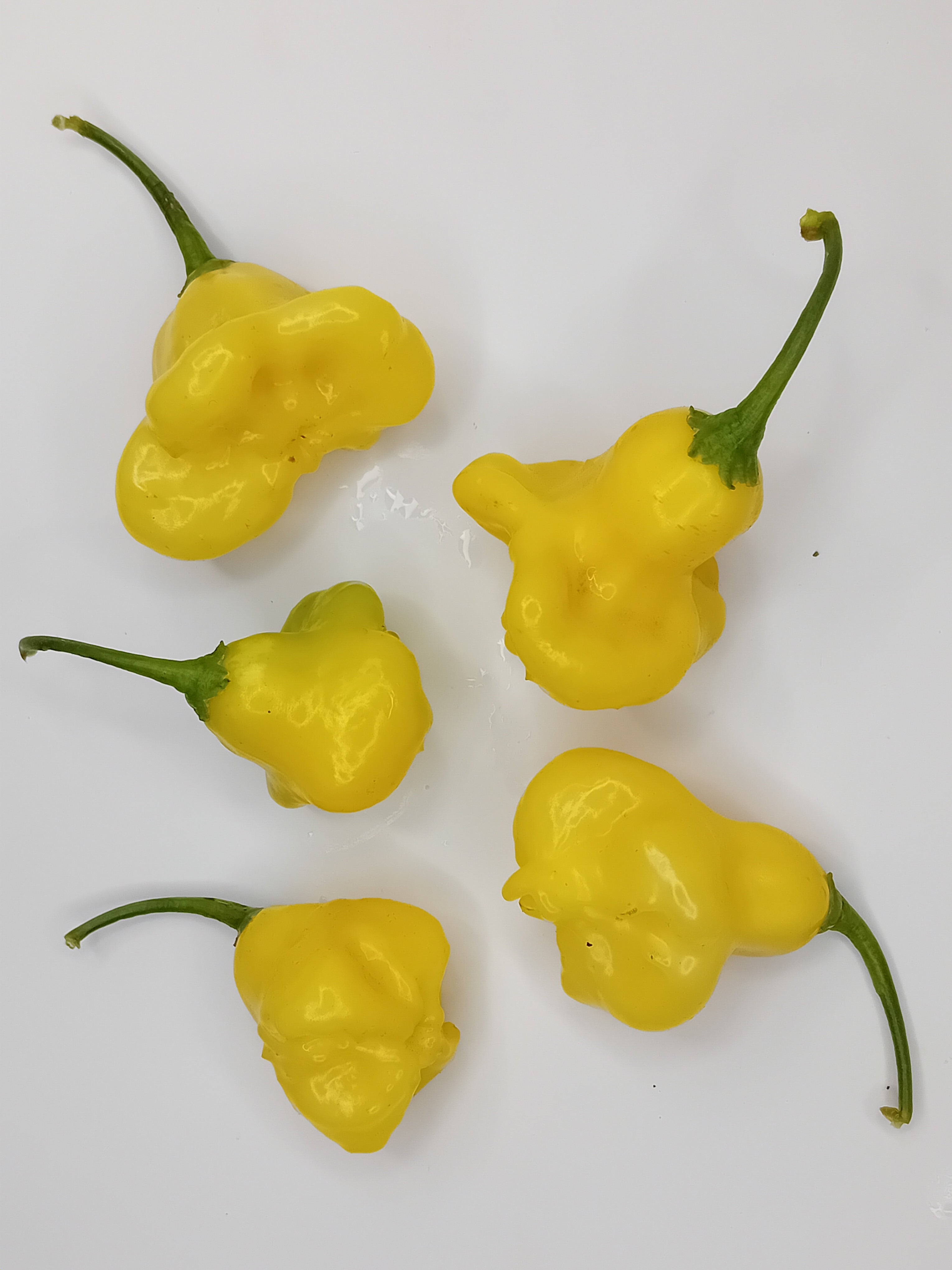 Răsad Ardei - Aji Fantasy