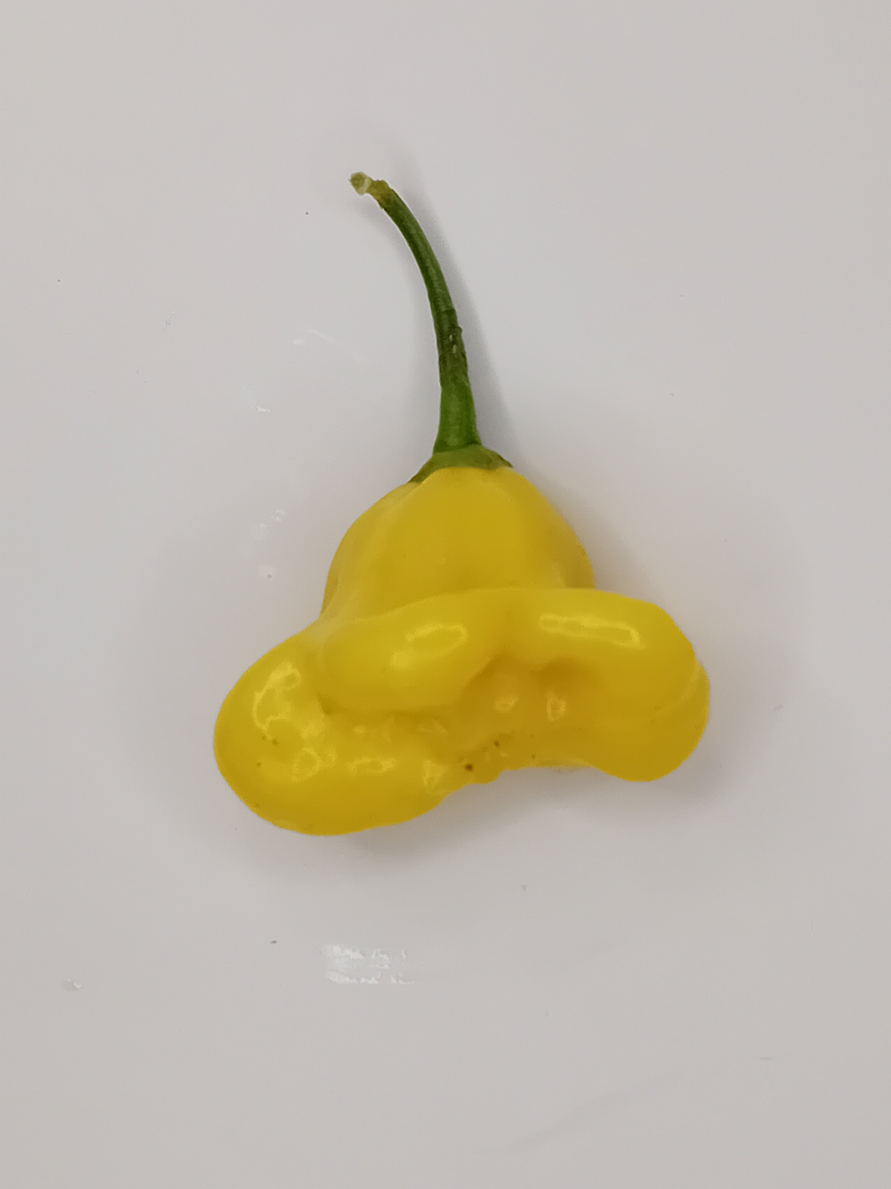 Răsad Ardei - Aji Fantasy