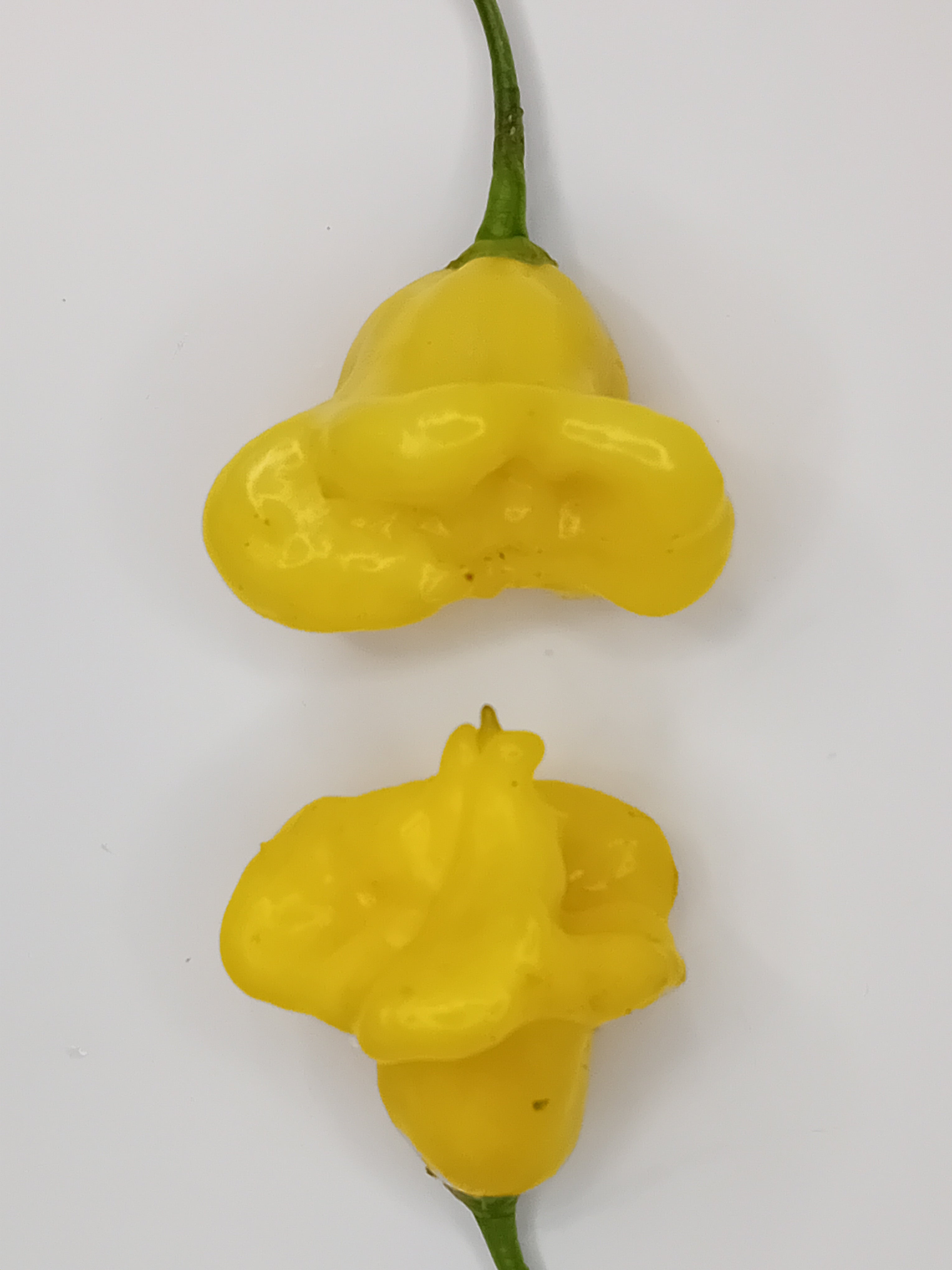 Răsad Ardei - Aji Fantasy