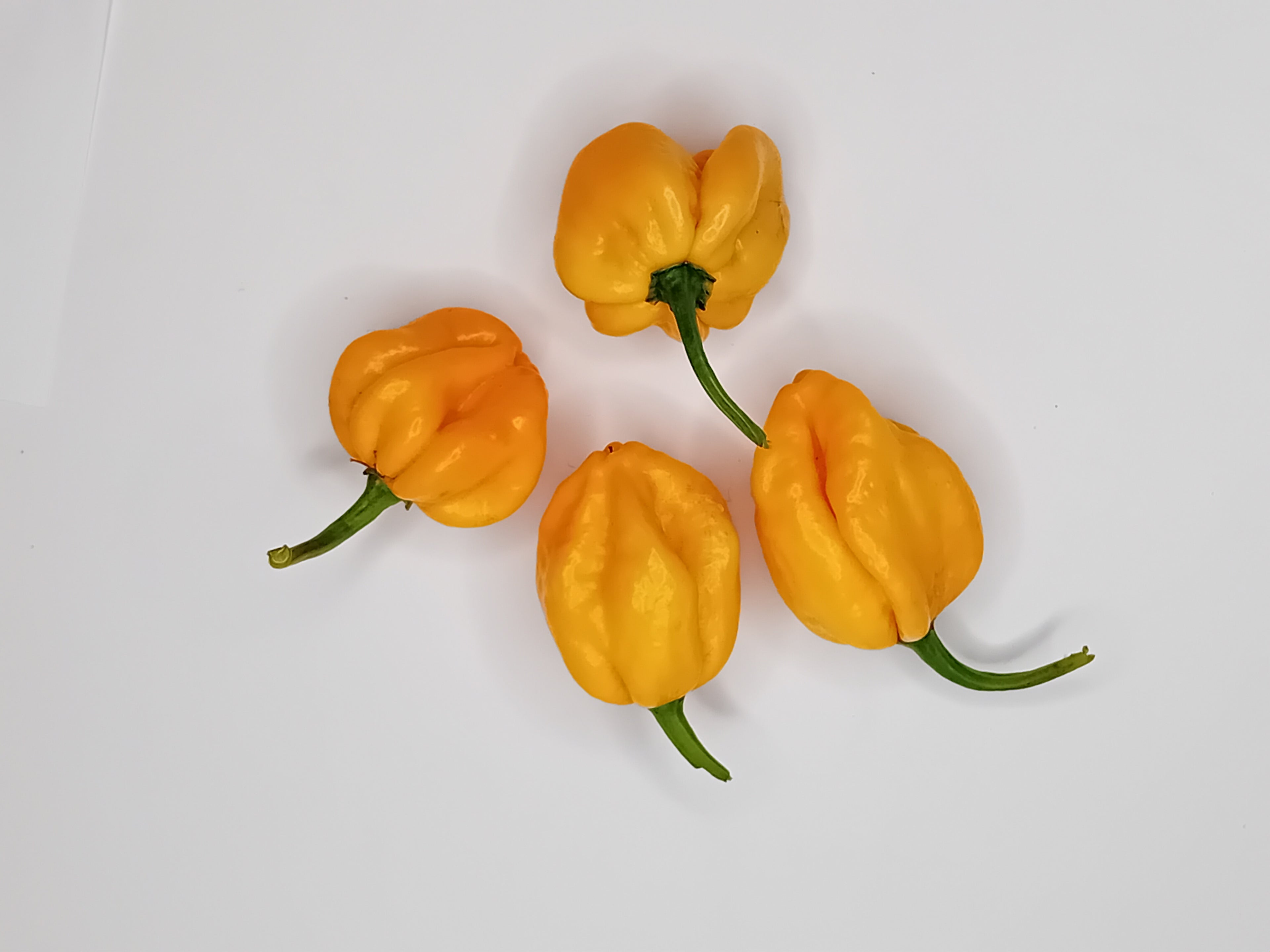 Răsad Ardei - 7 Pot Pink