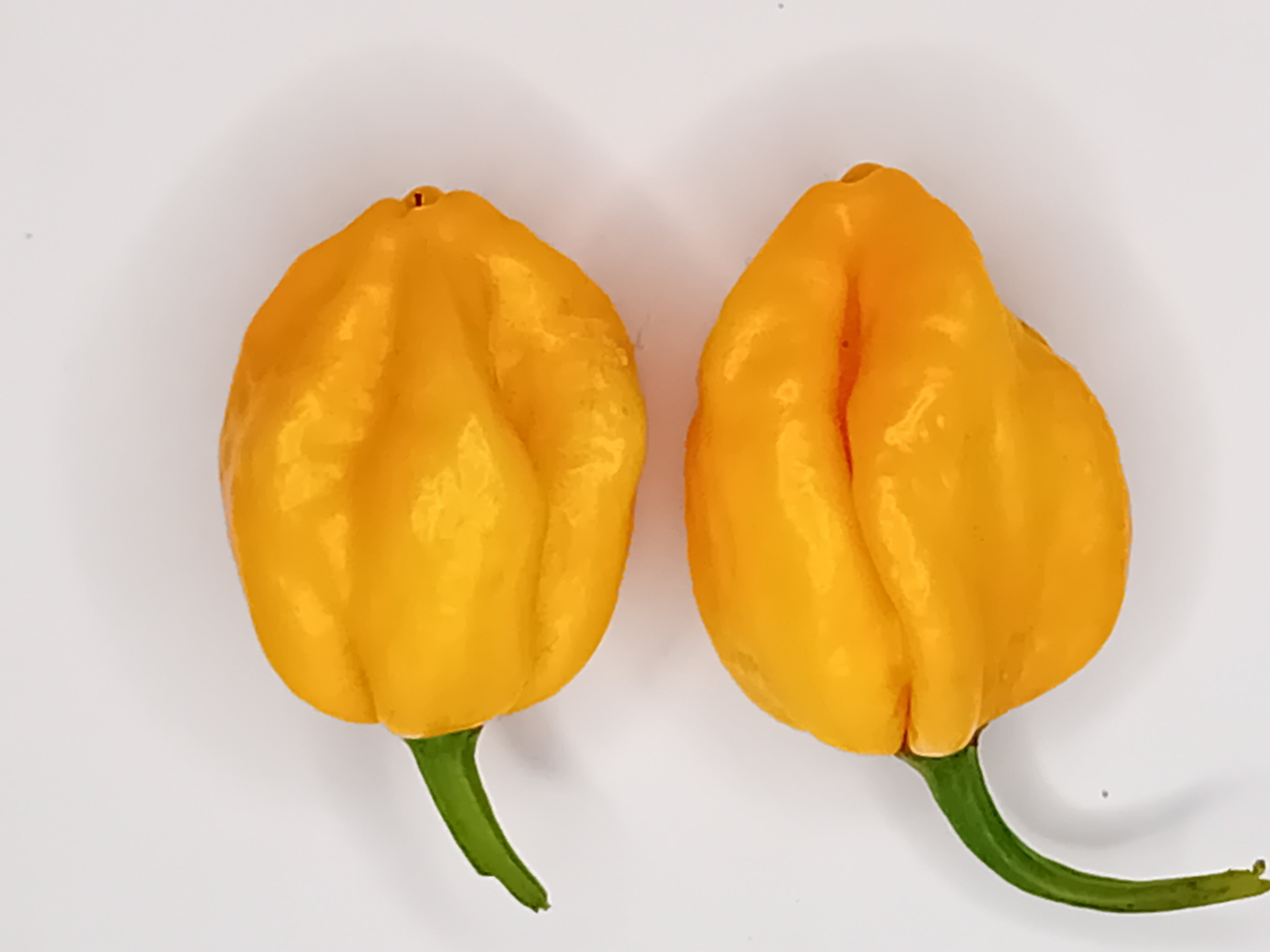 Răsad Ardei - 7 Pot Pink