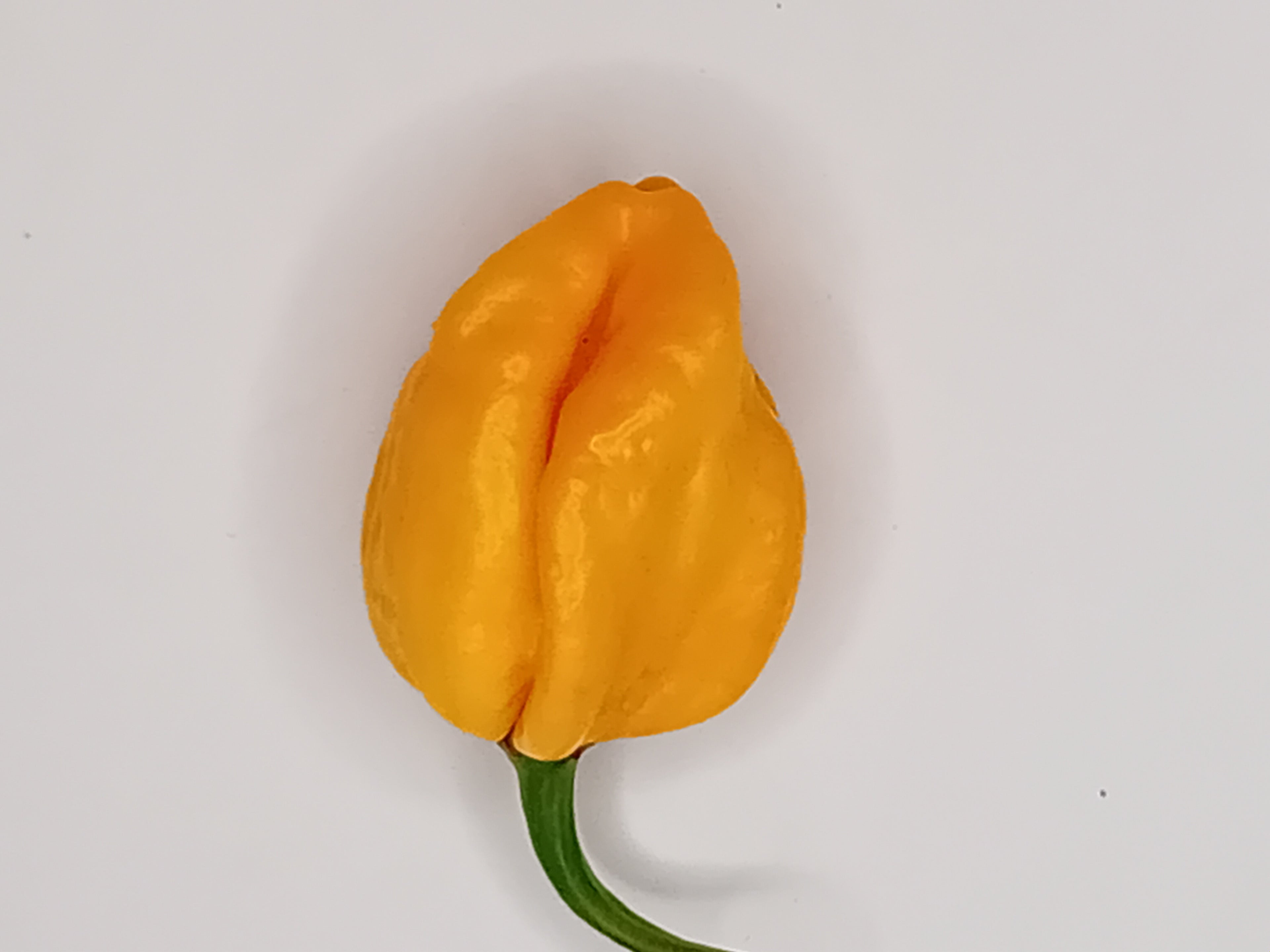 Răsad Ardei - 7 Pot Pink