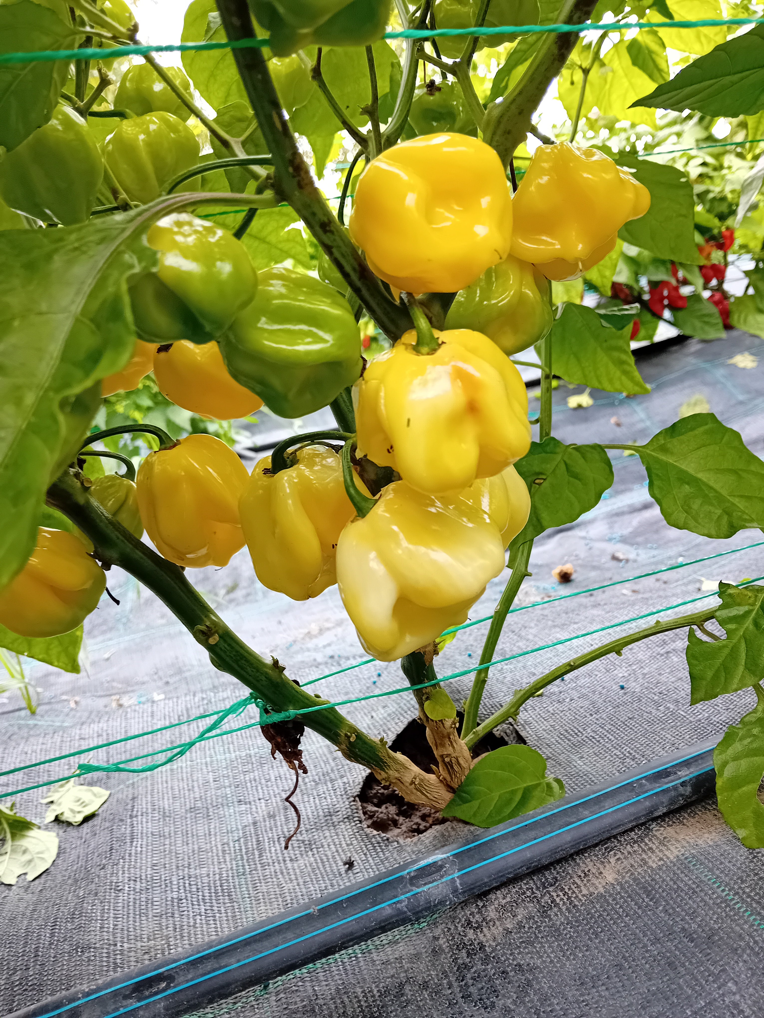 Răsad Ardei - 7 Pot White