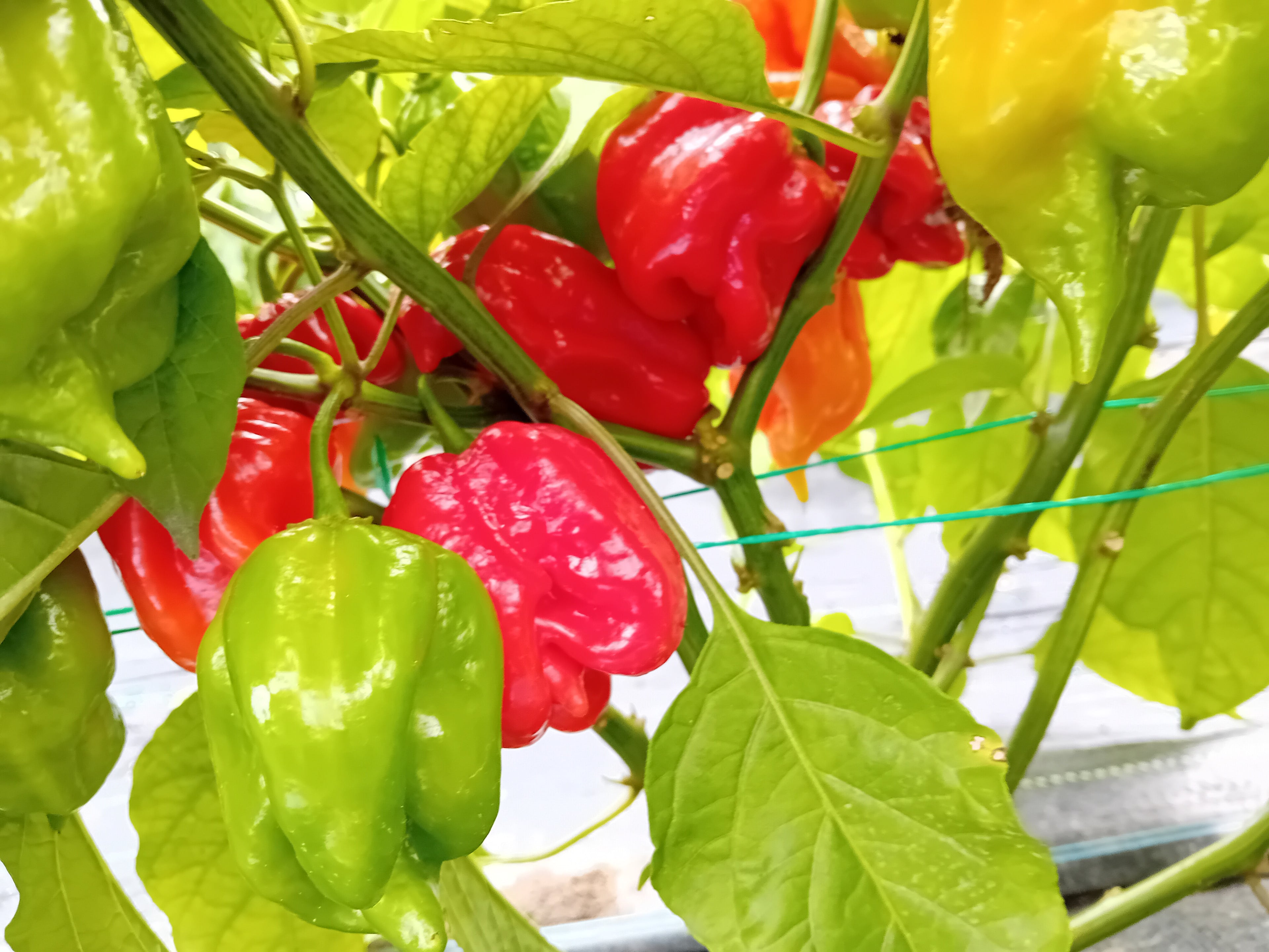 Răsad Ardei - Aji Umba Red