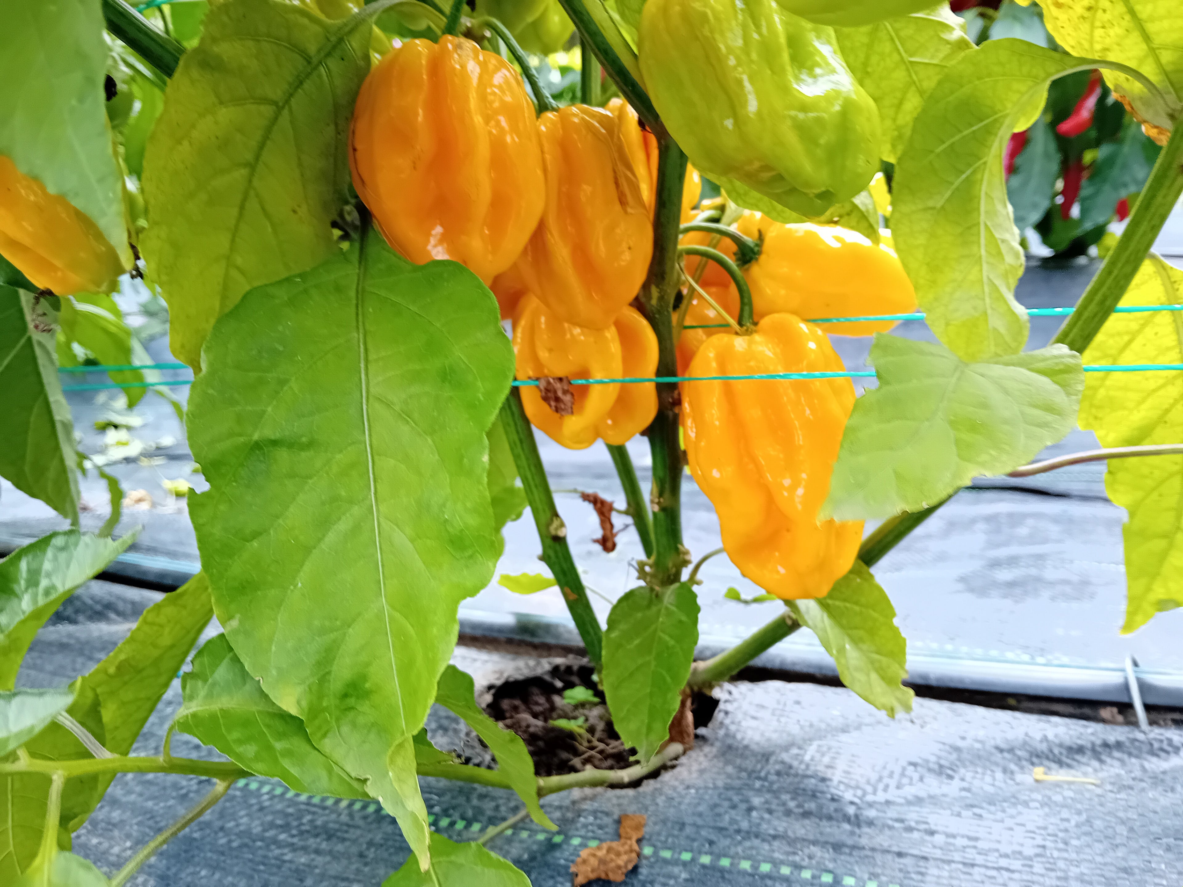 Răsad Ardei - Aji Umba Yellow