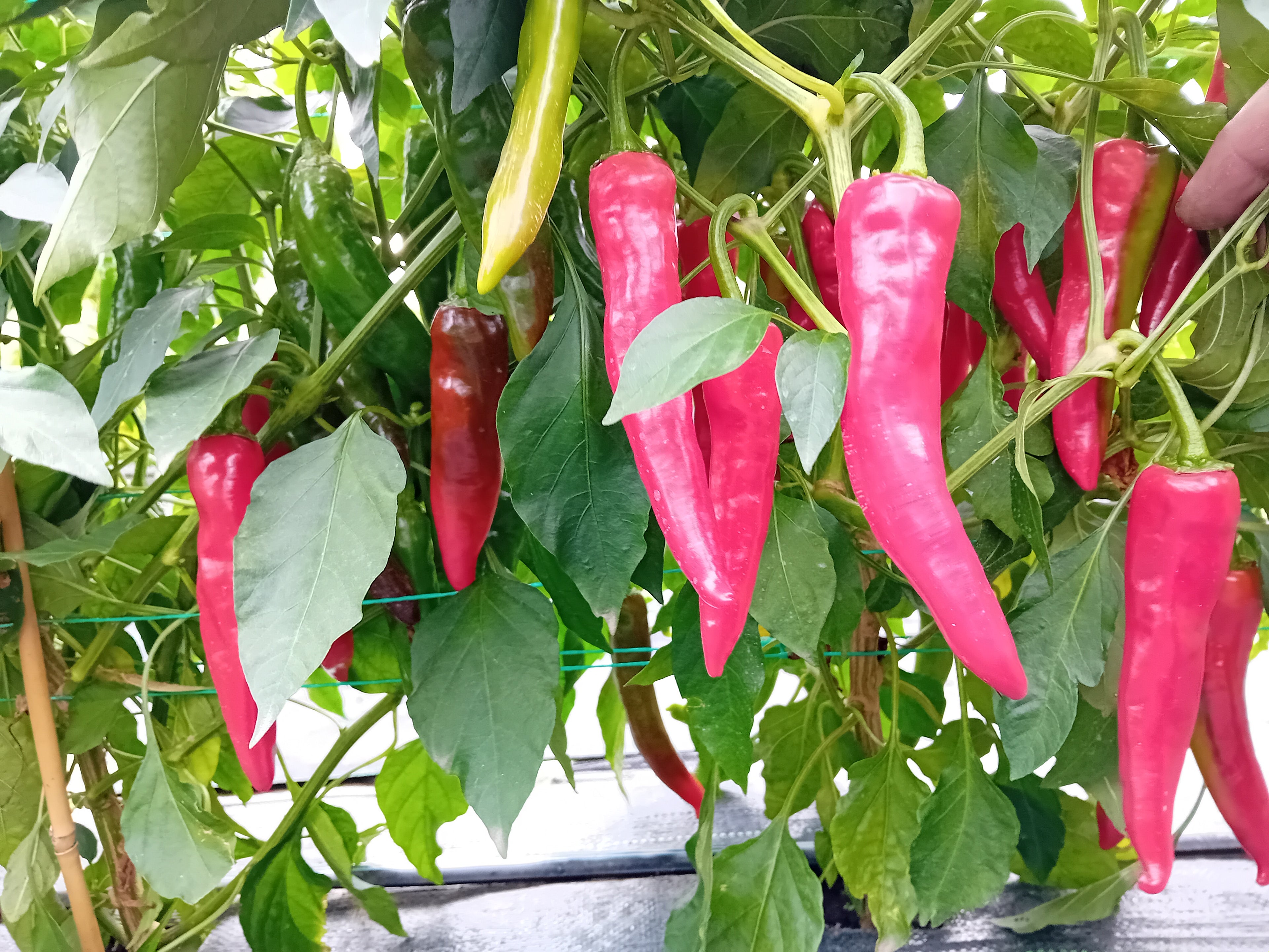 Pepper Seedling - Elephant