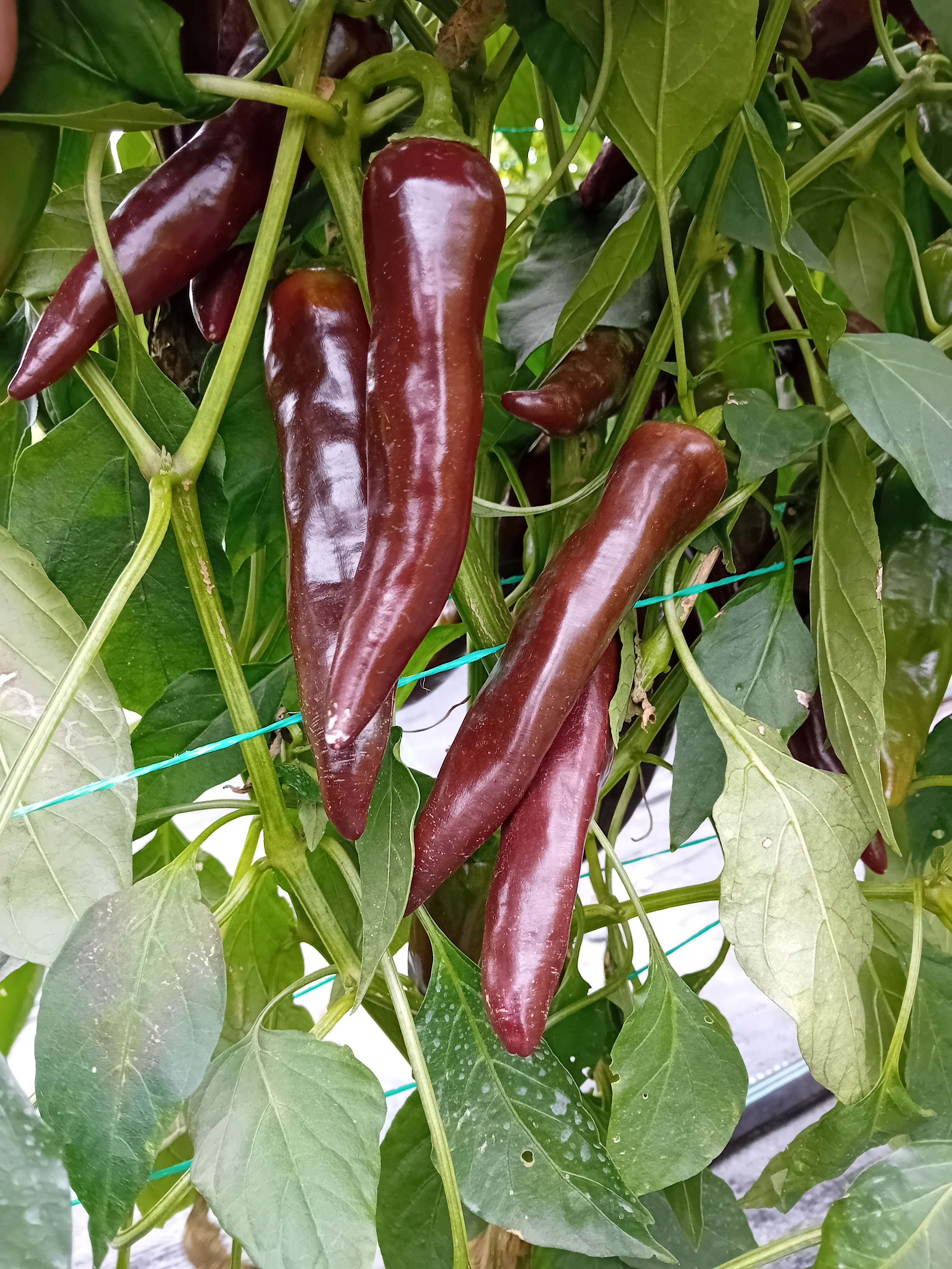 Pepper Seedling - Ethiopian Brown