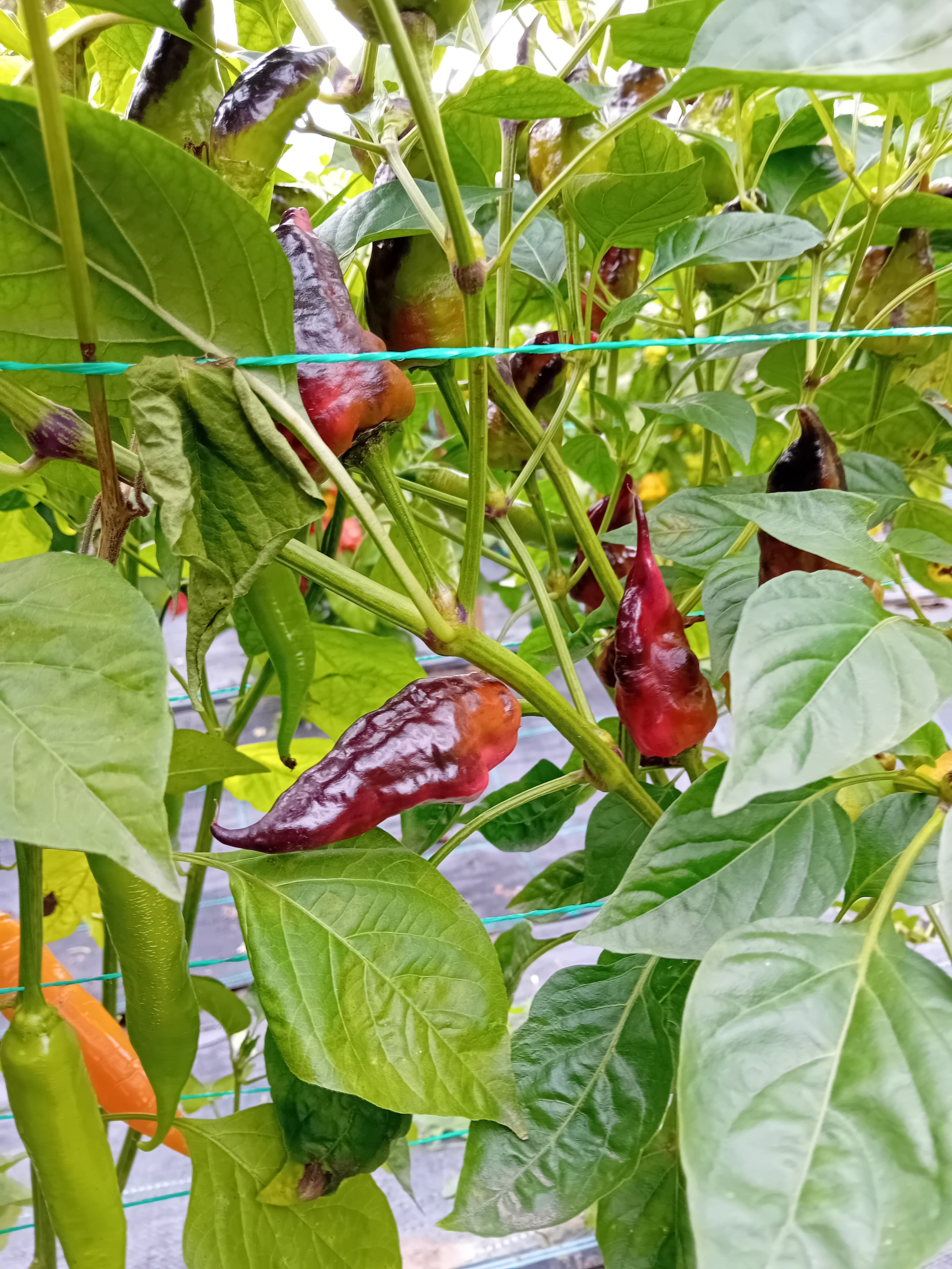 Răsad Ardei - Comstock Purple