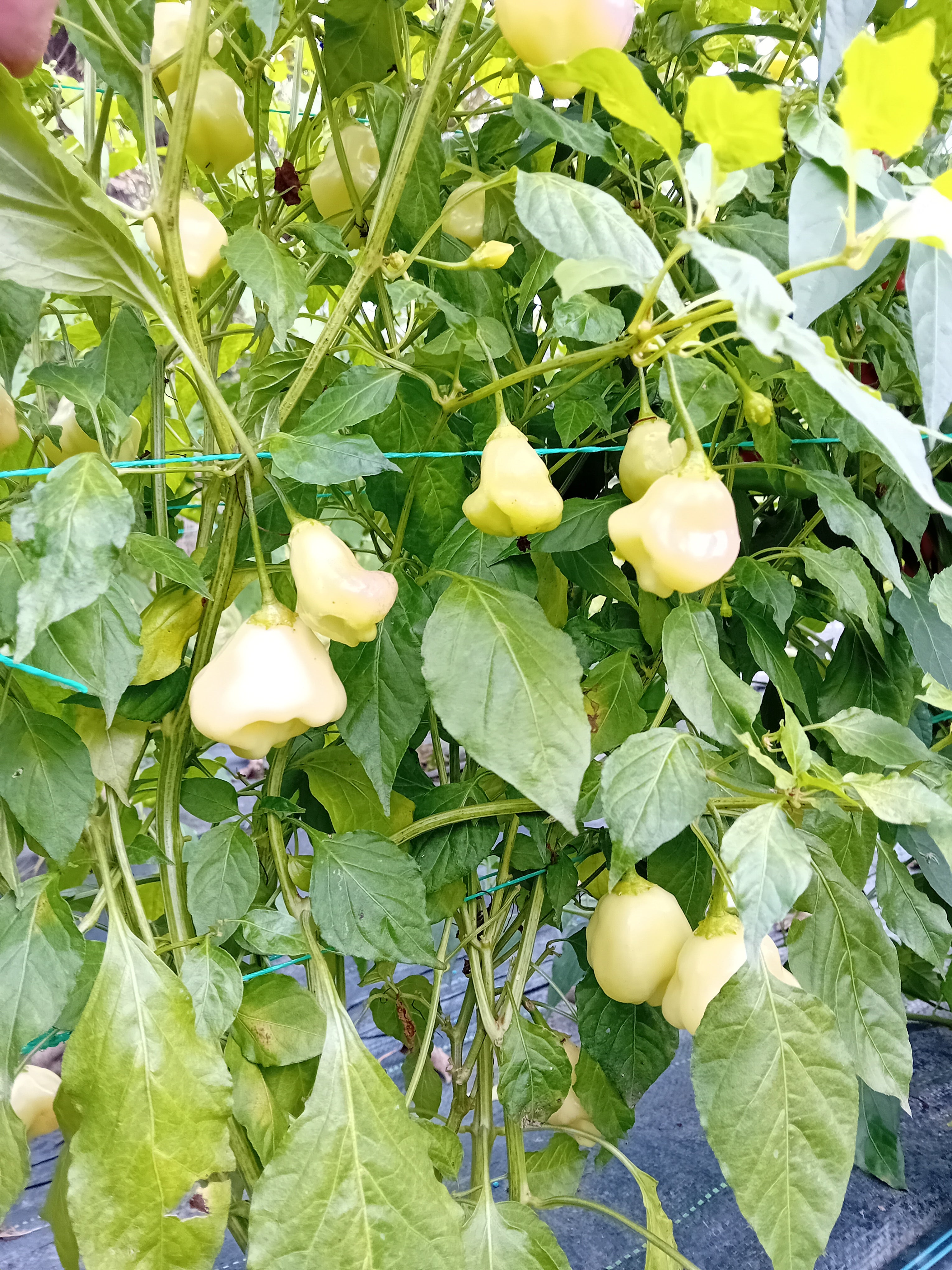 Răsad Ardei - Cream Fantasy