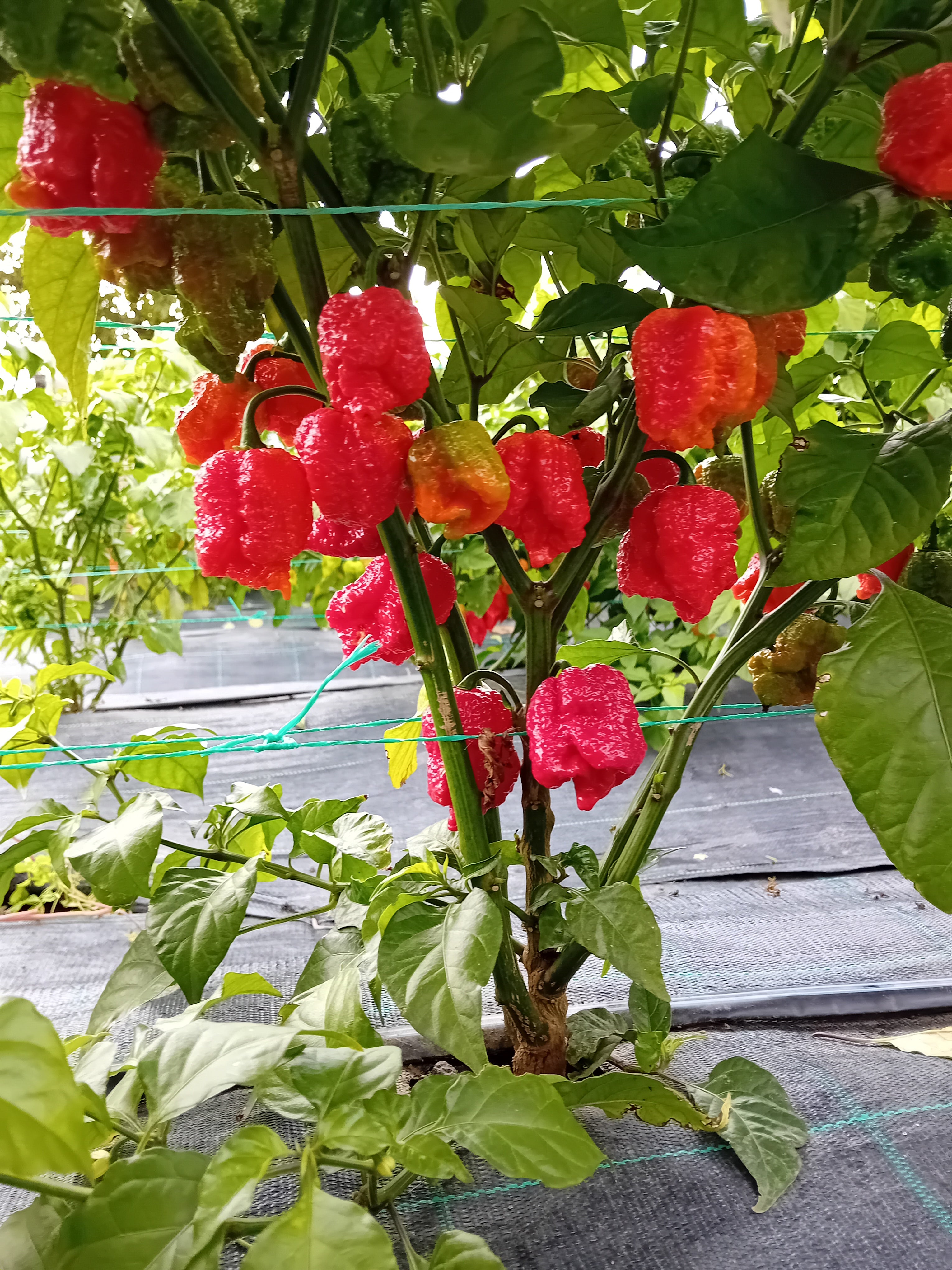 Răsad Ardei - BOC x GKB Red