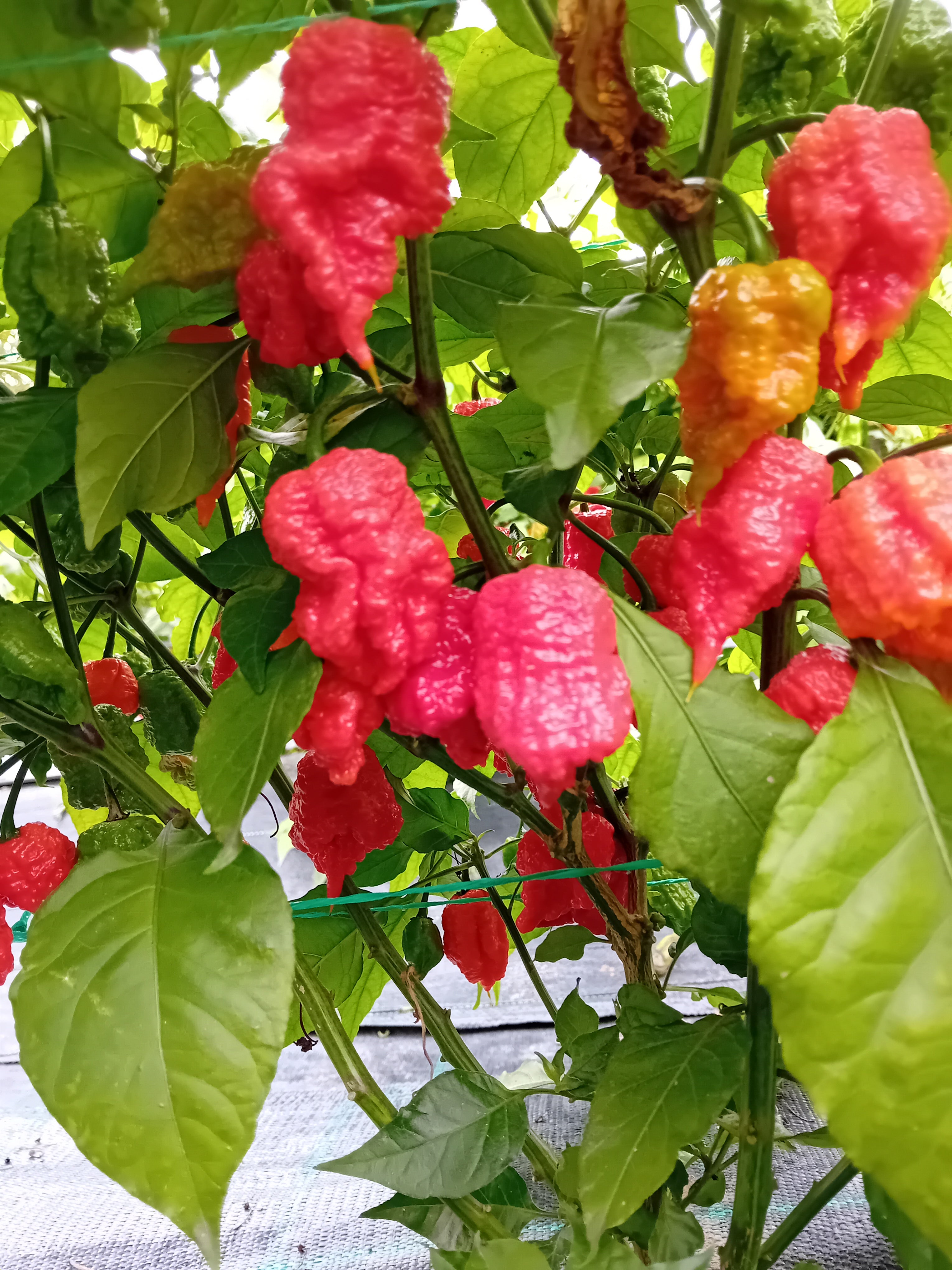 Răsad Ardei - BOC x GKB Red