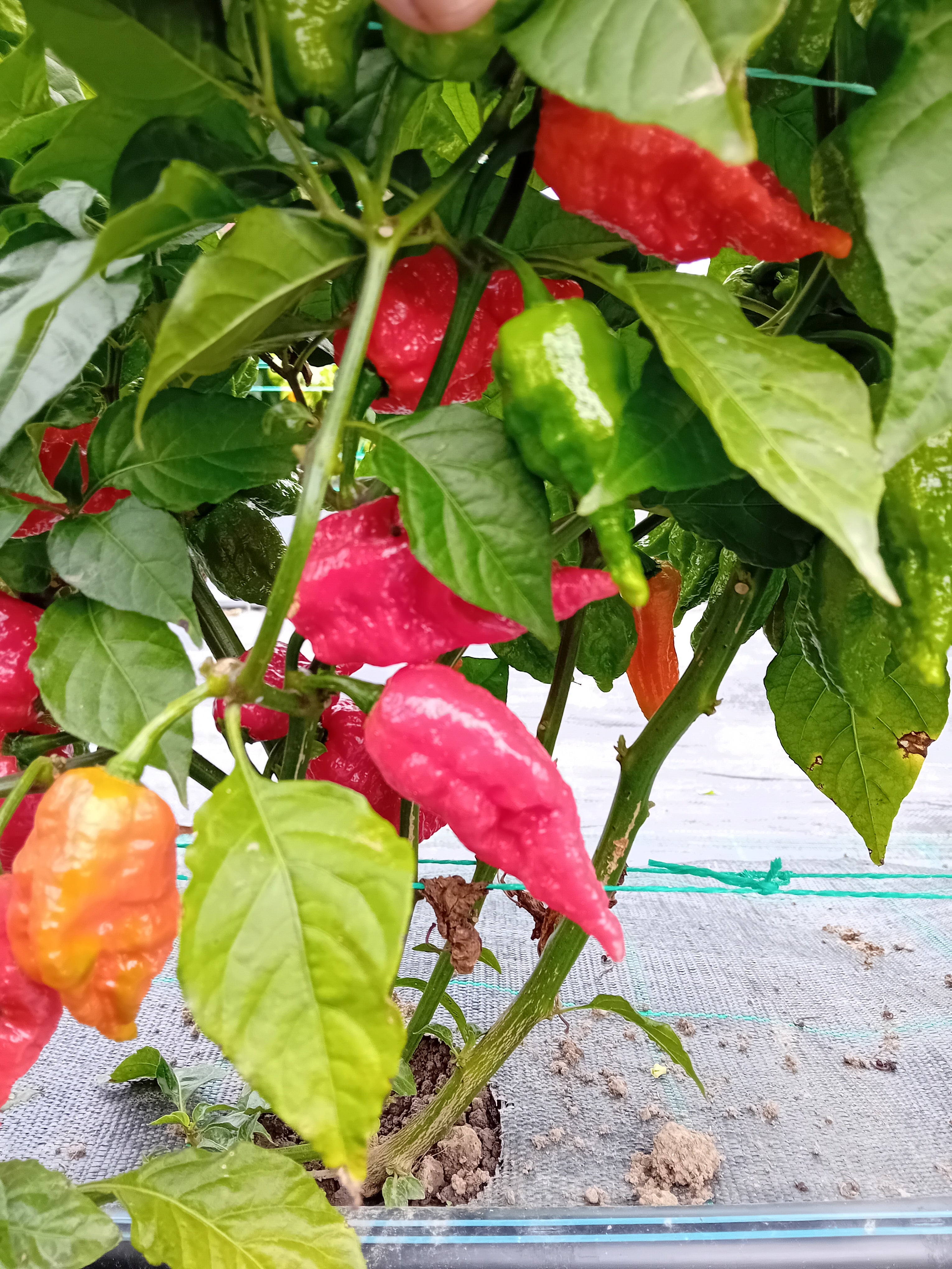 Răsad Ardei - Banestrain Red