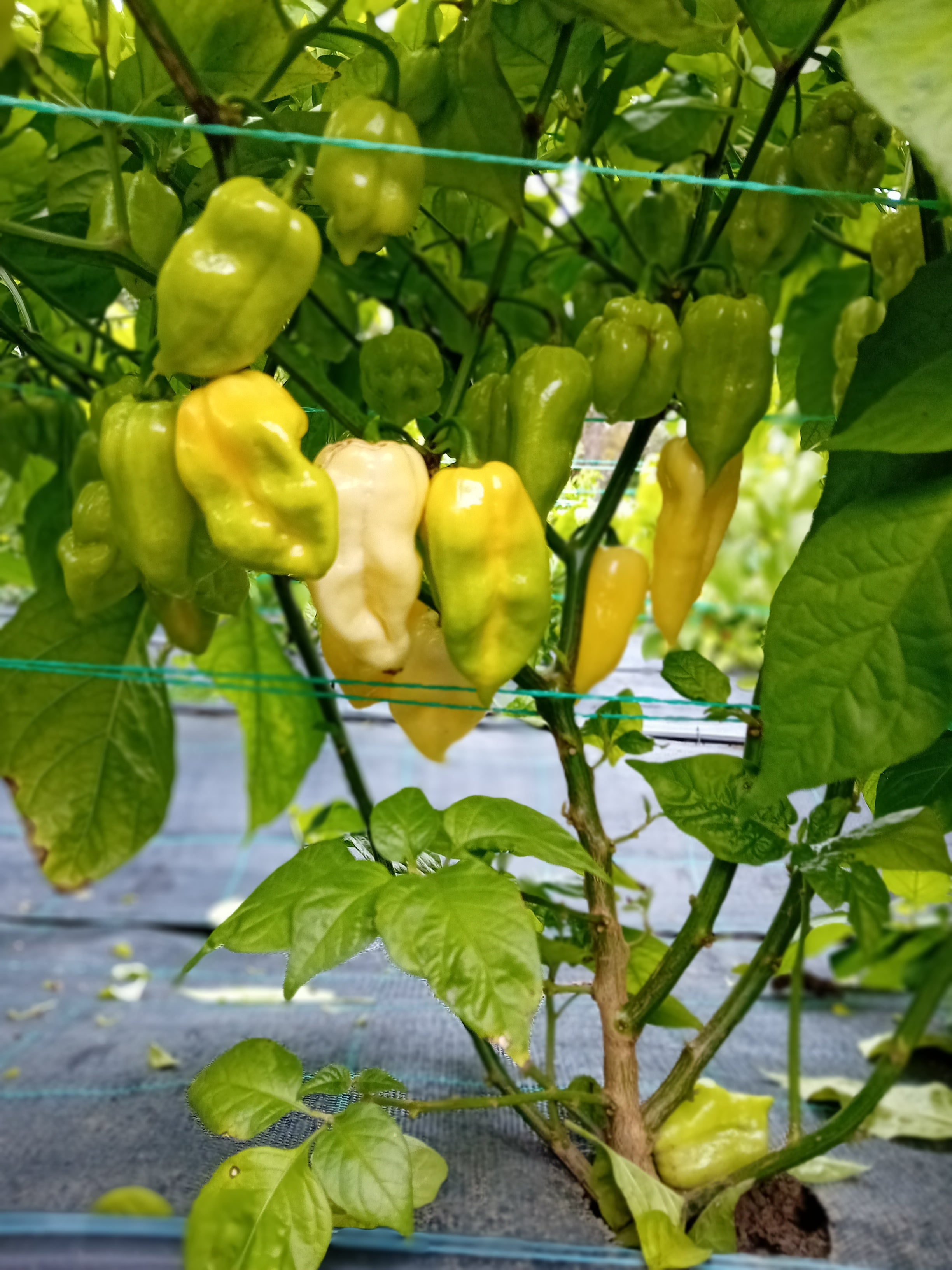 Răsad Ardei - Bhut Jolokia White