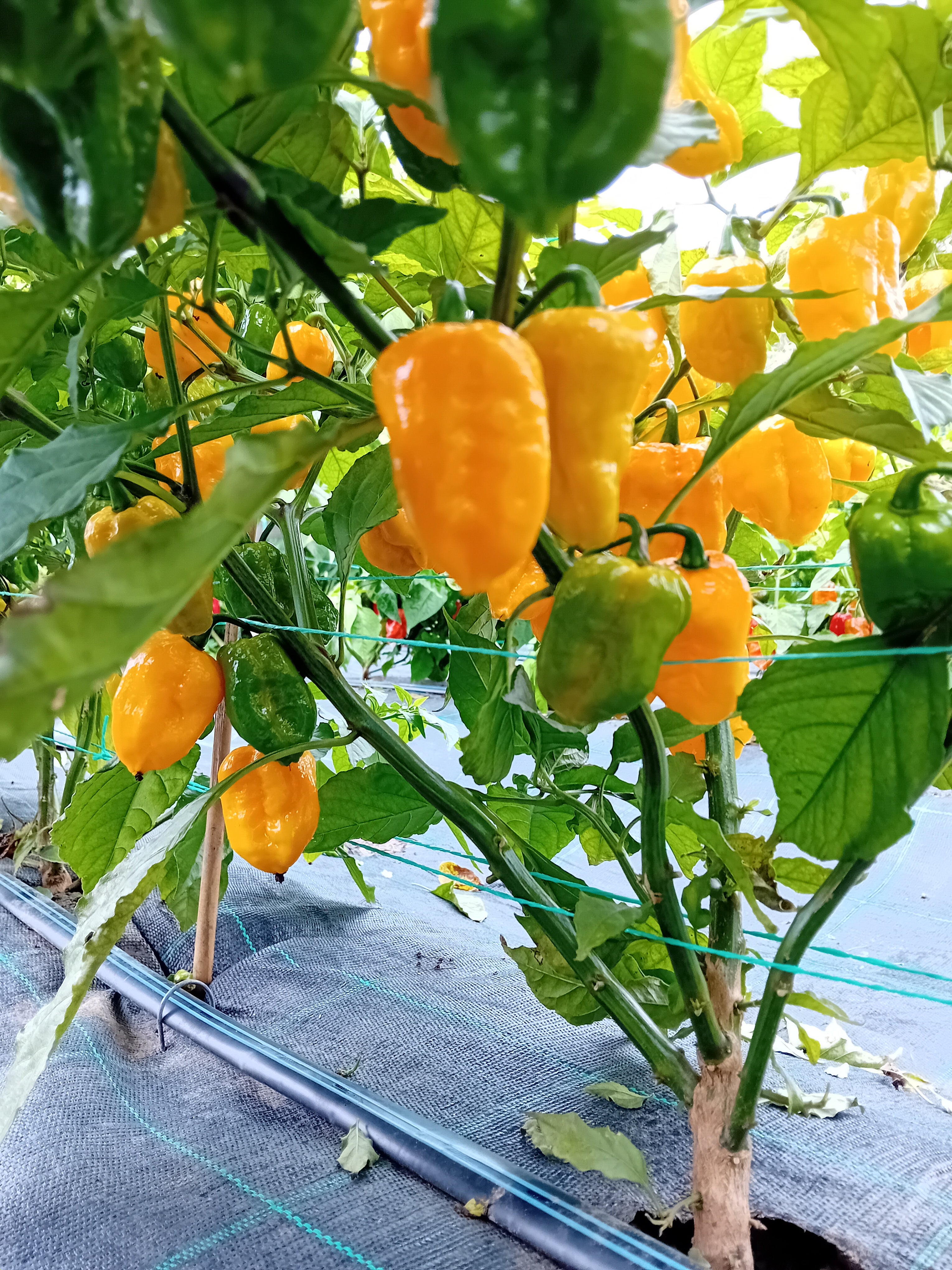 Răsad Ardei - Dystopia Yellow