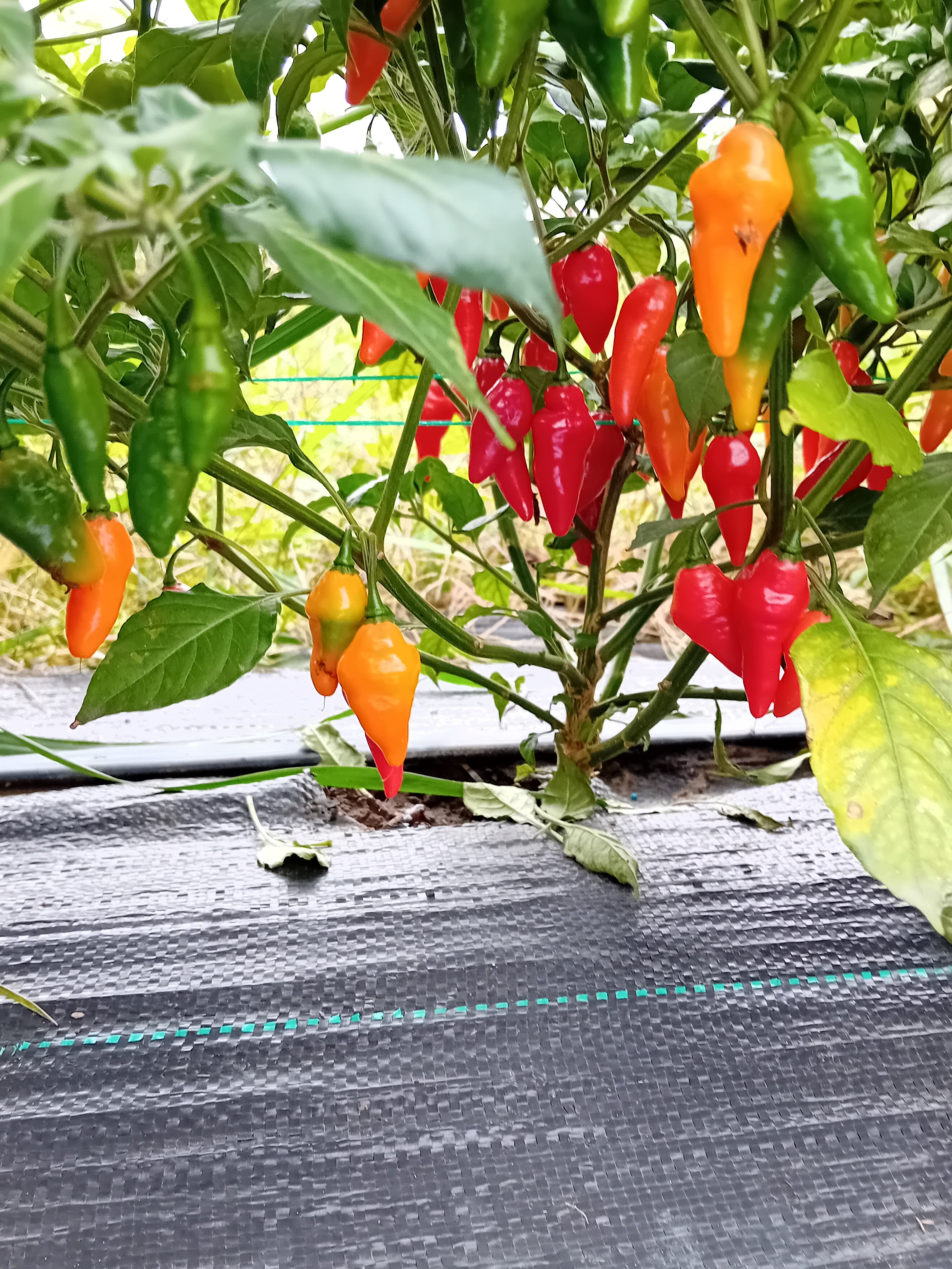 Seminţe Ardei - Pimenta Diomar