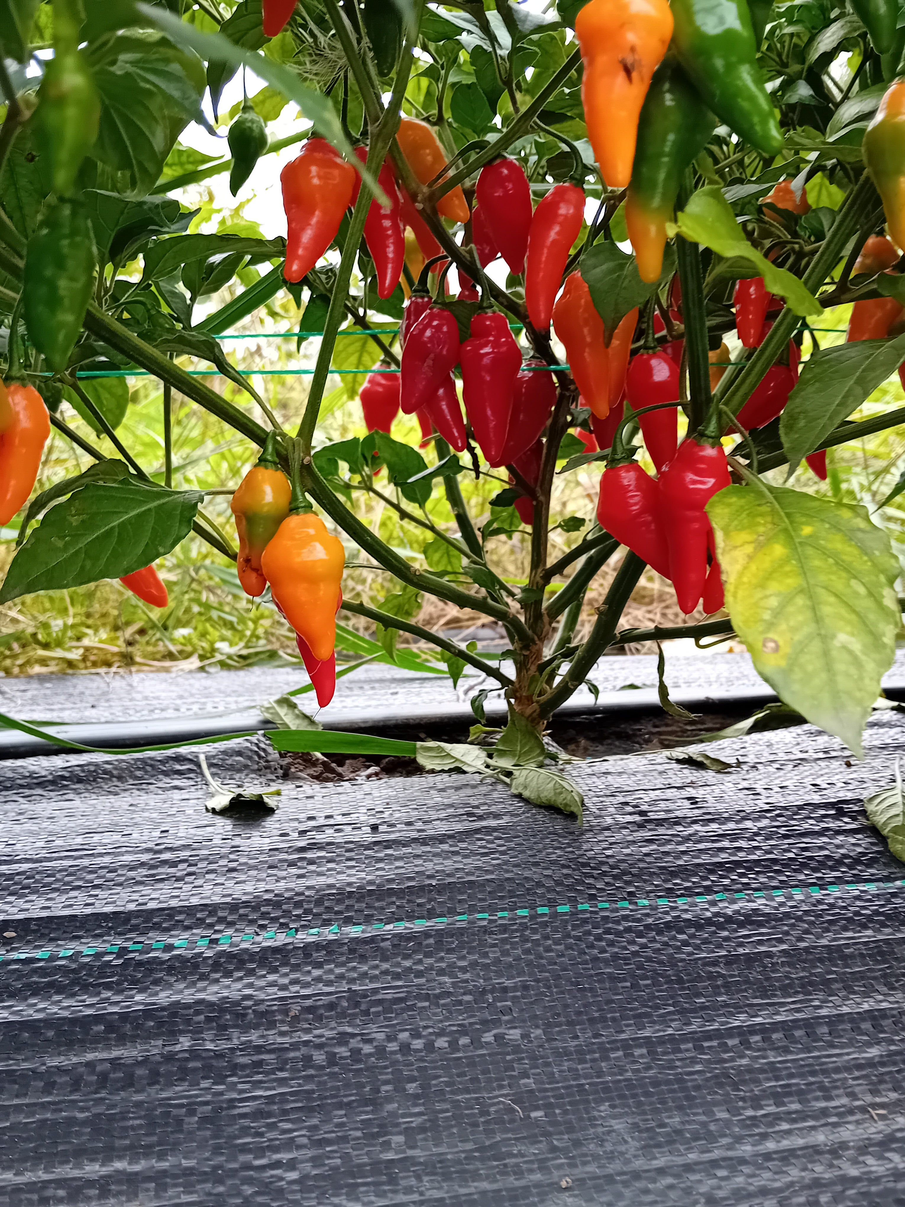 Seminţe Ardei - Pimenta Diomar